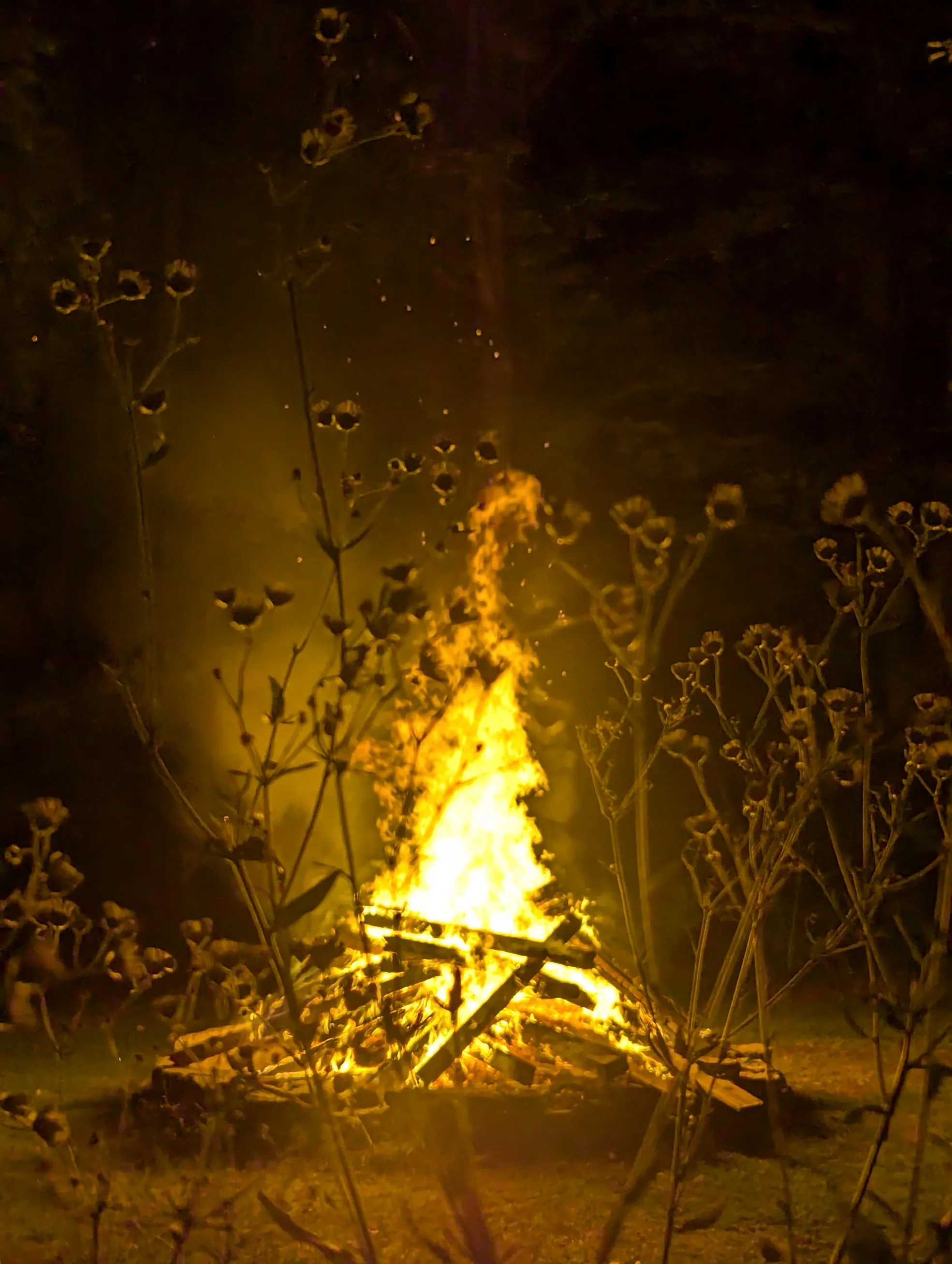 Fire Light through Wildflowers