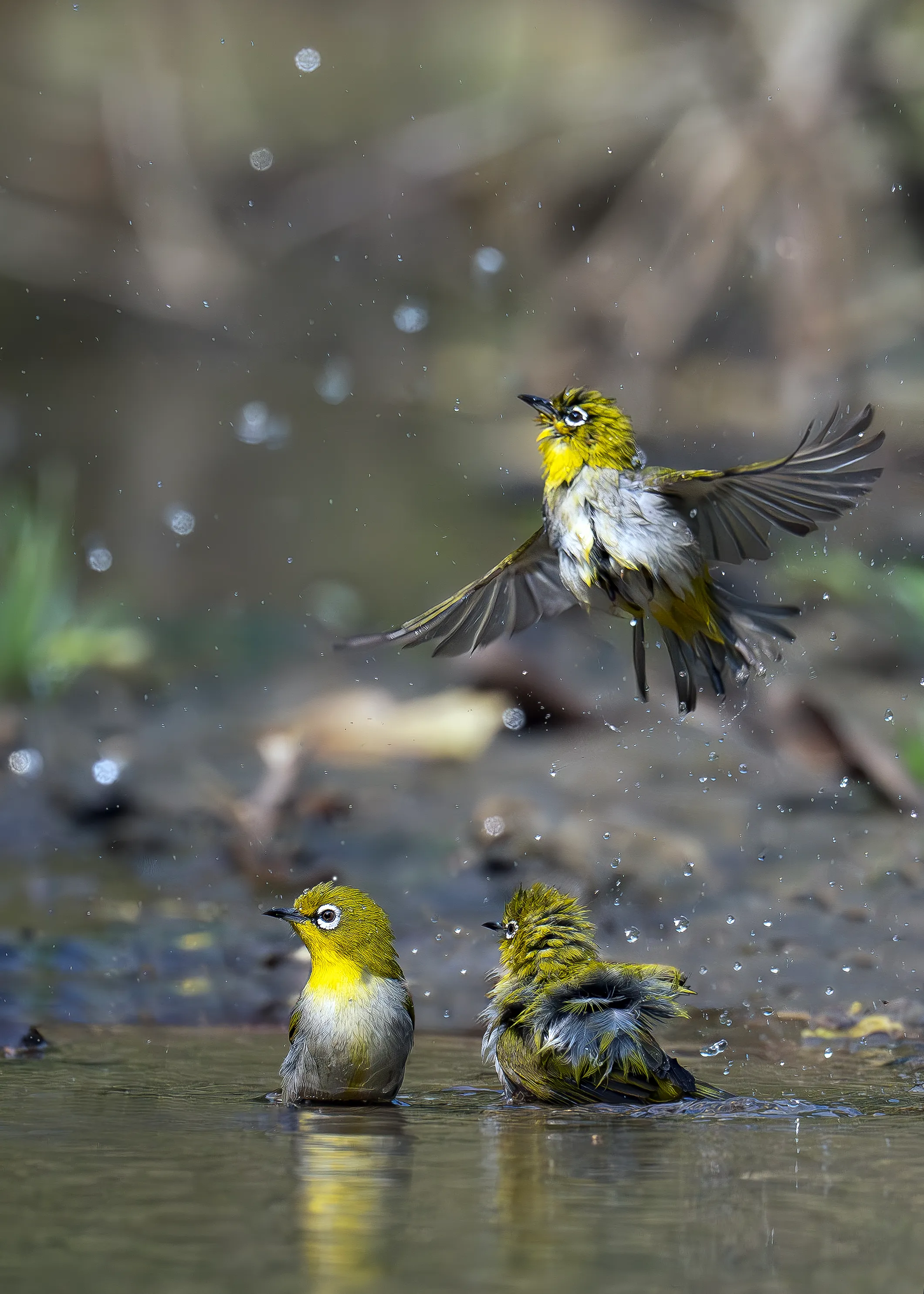 Born to fly