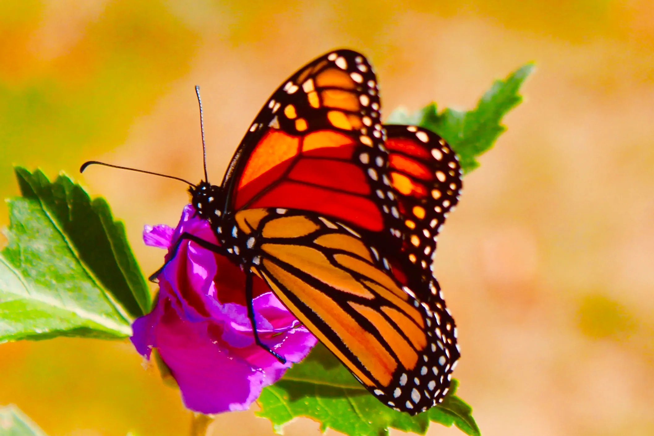 The monarch