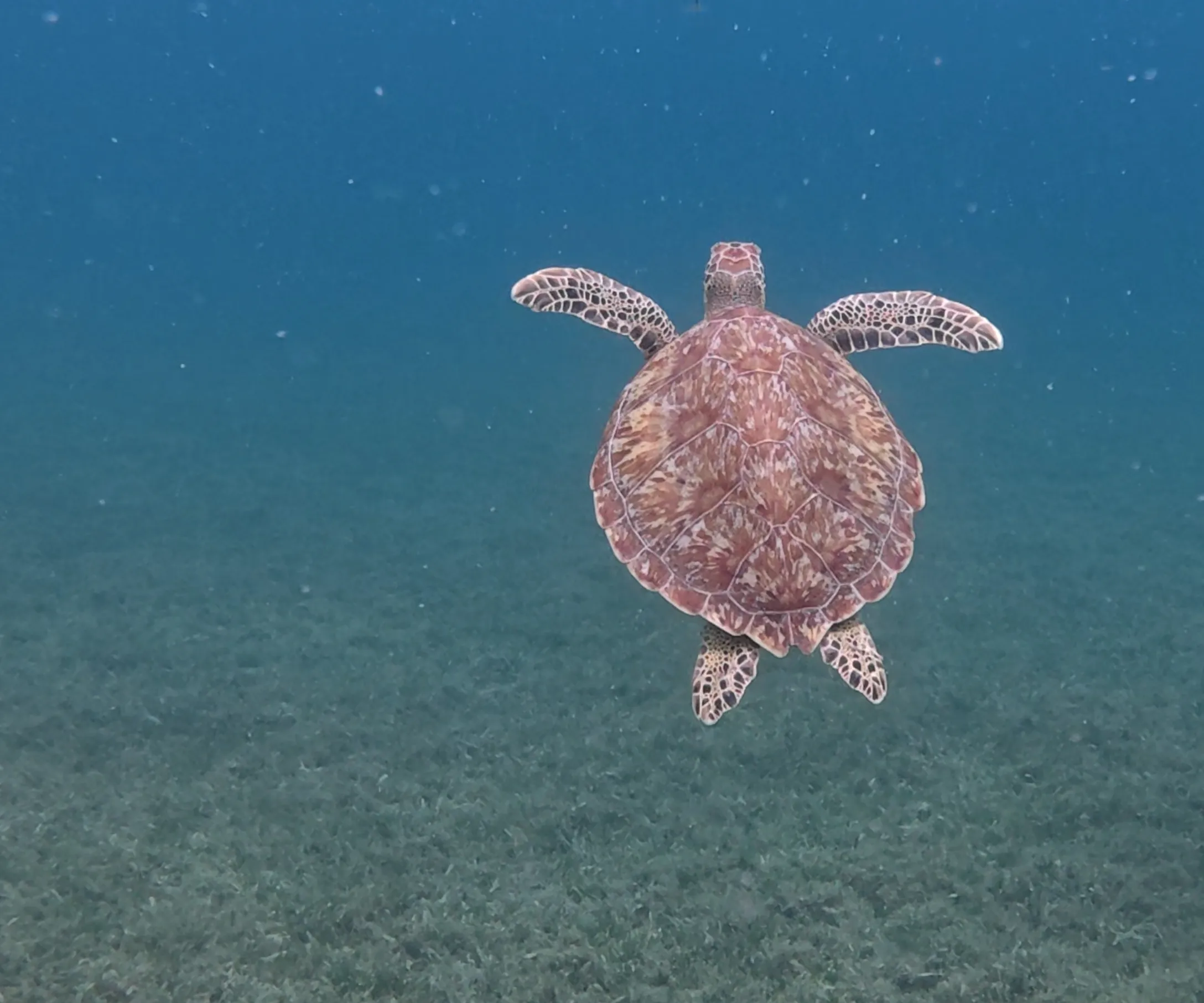 St. Croix Pier Dive