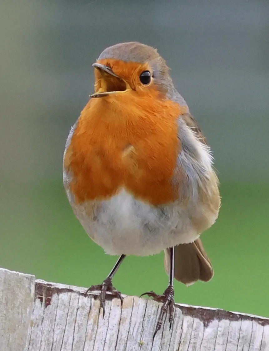 Robin
