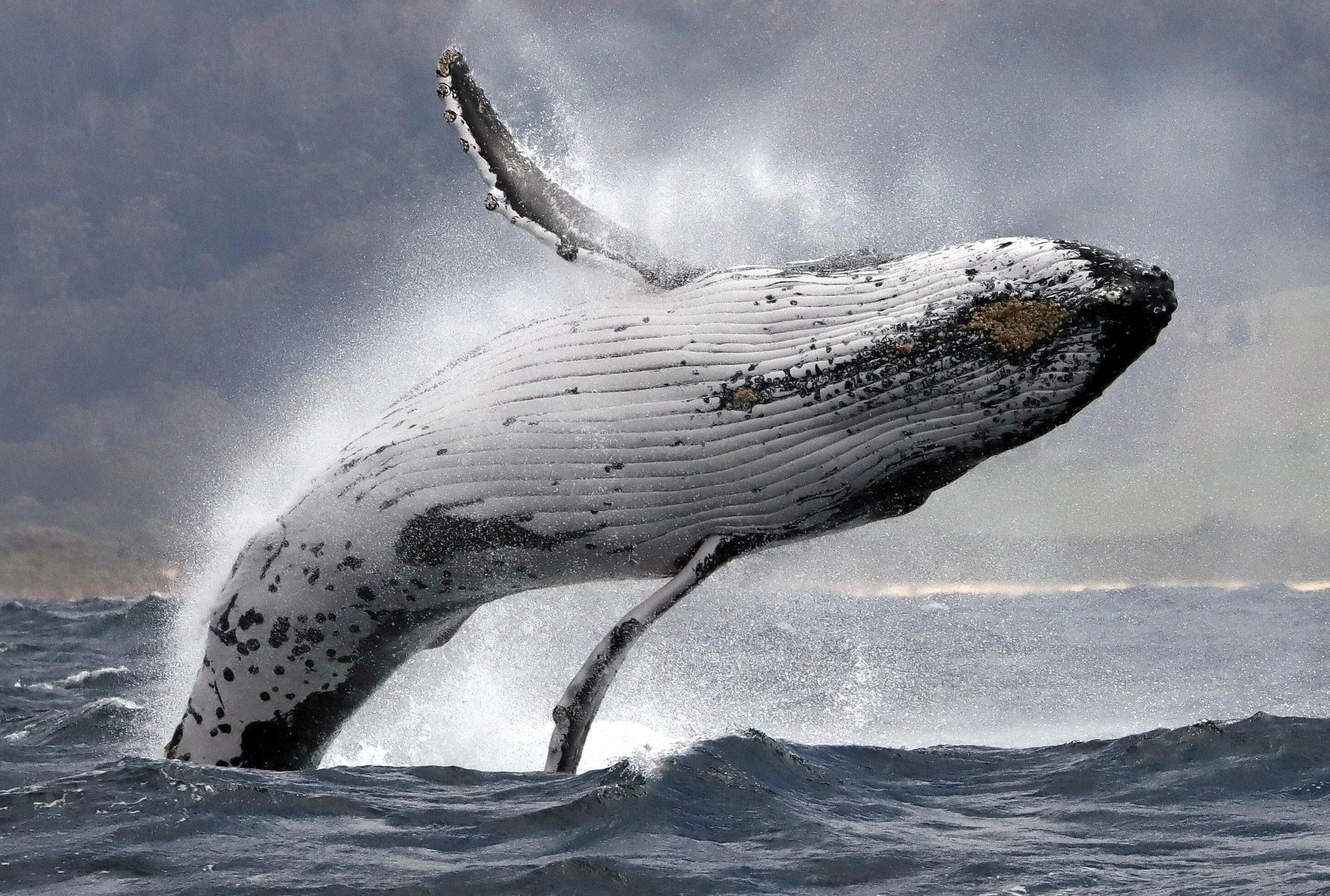 Whales in the Wild
