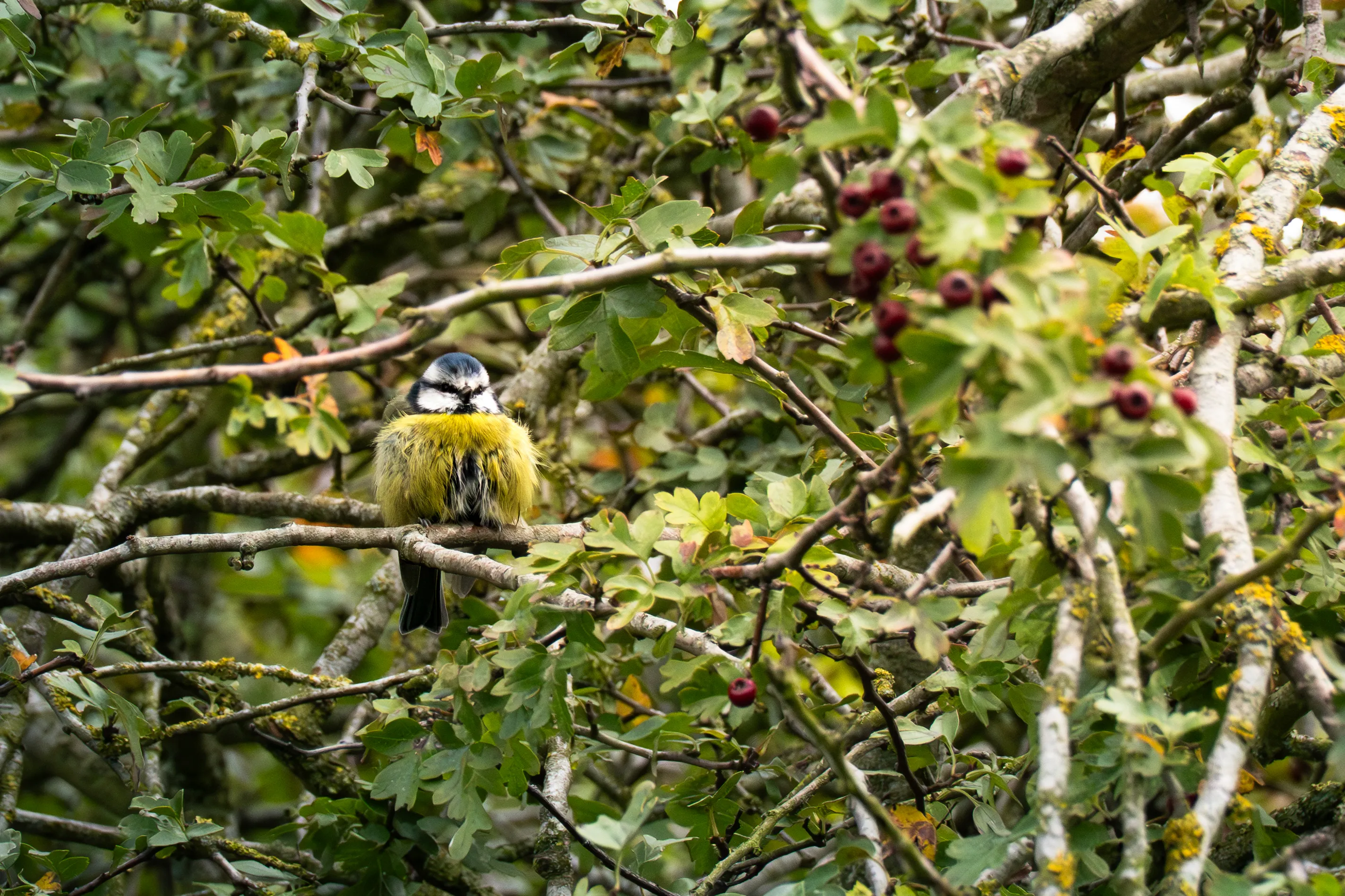 Young Blue Tit