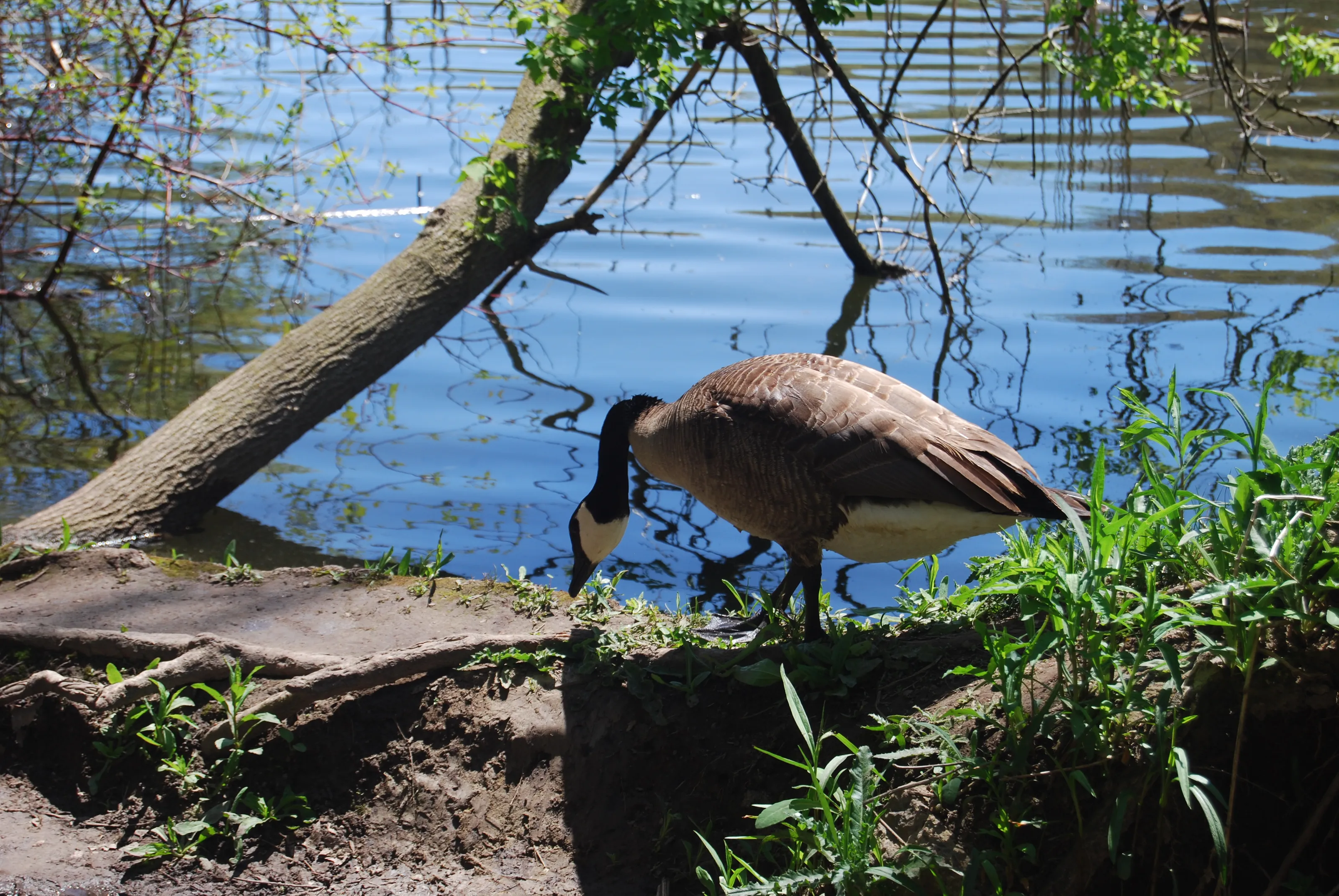 Canadian Goose At The Park