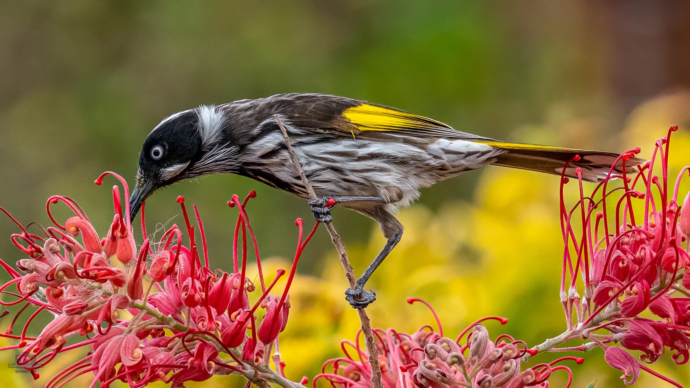 Birds Feeding on Nectar (in colour)