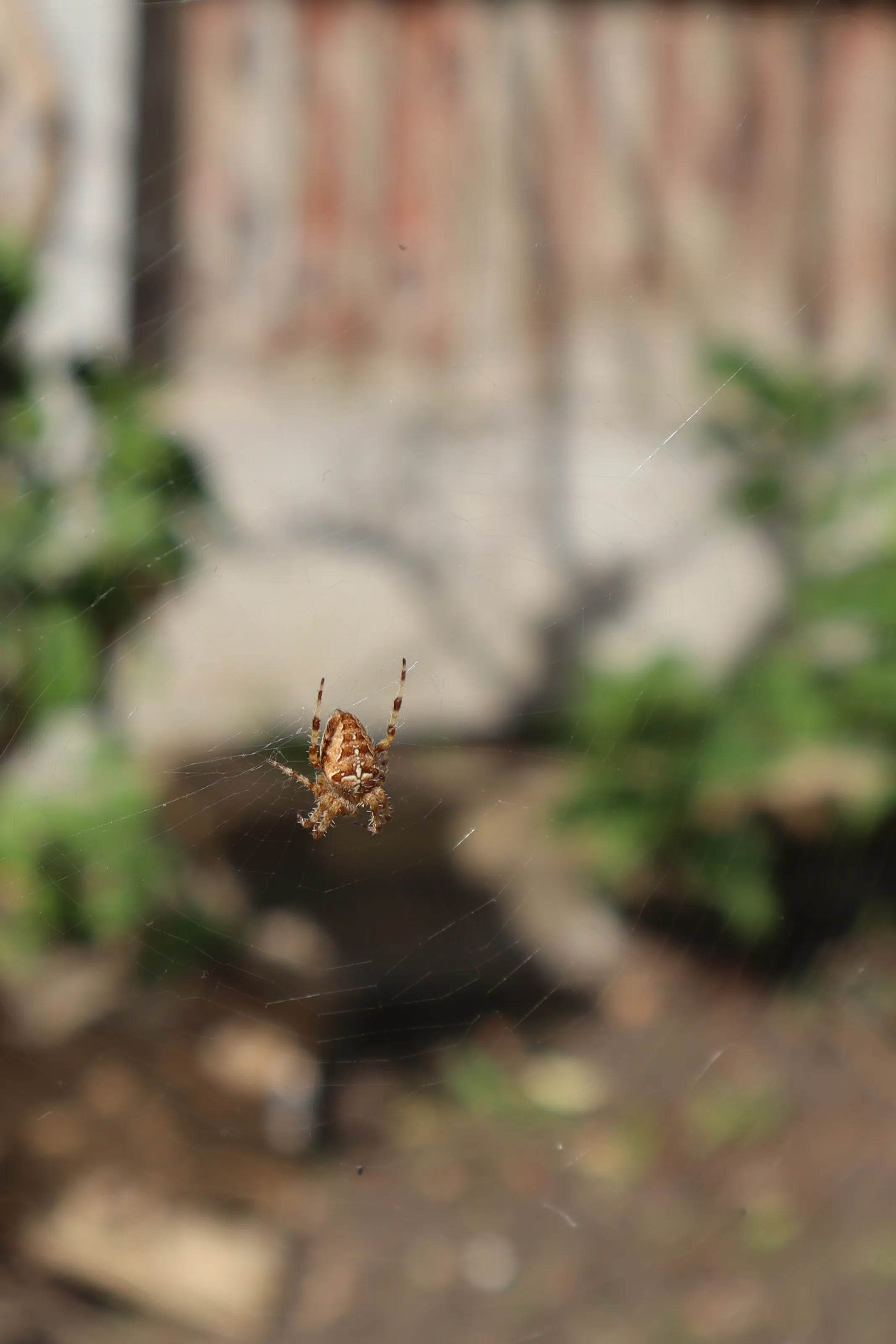 European Garden Spider - orb weaver
