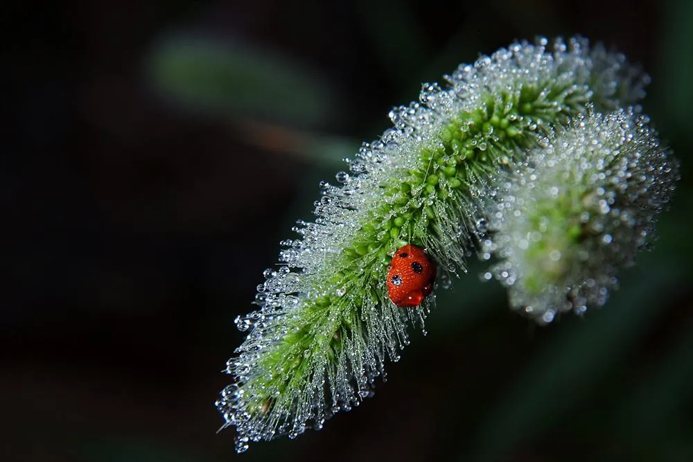 Bugs life