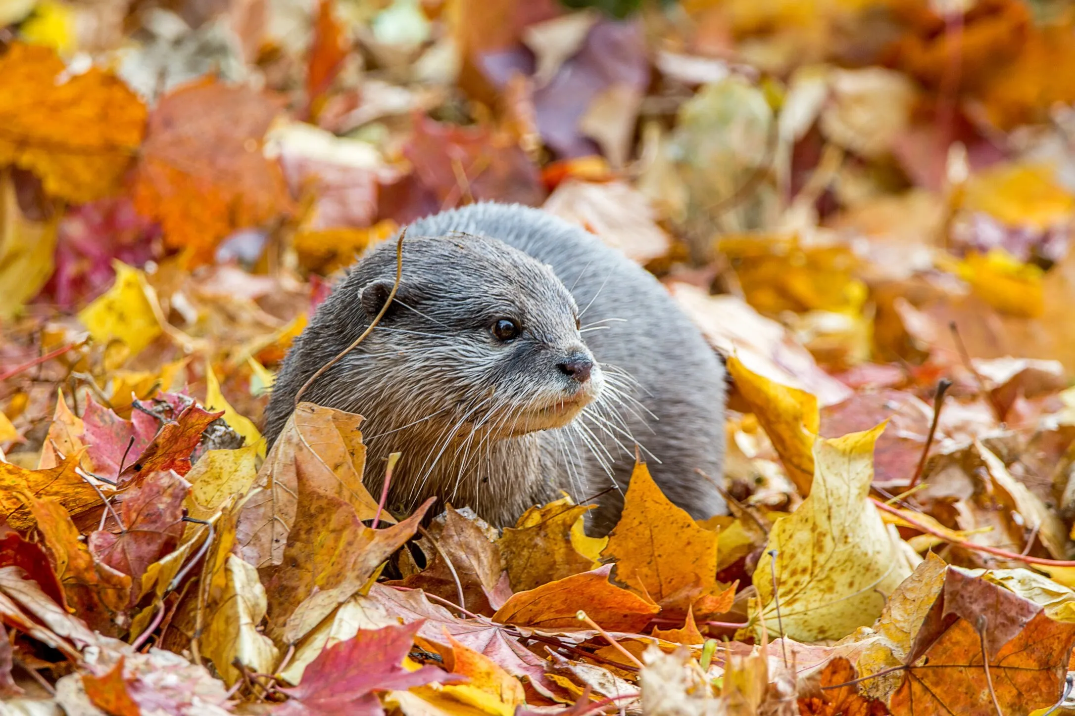 Autumn otter