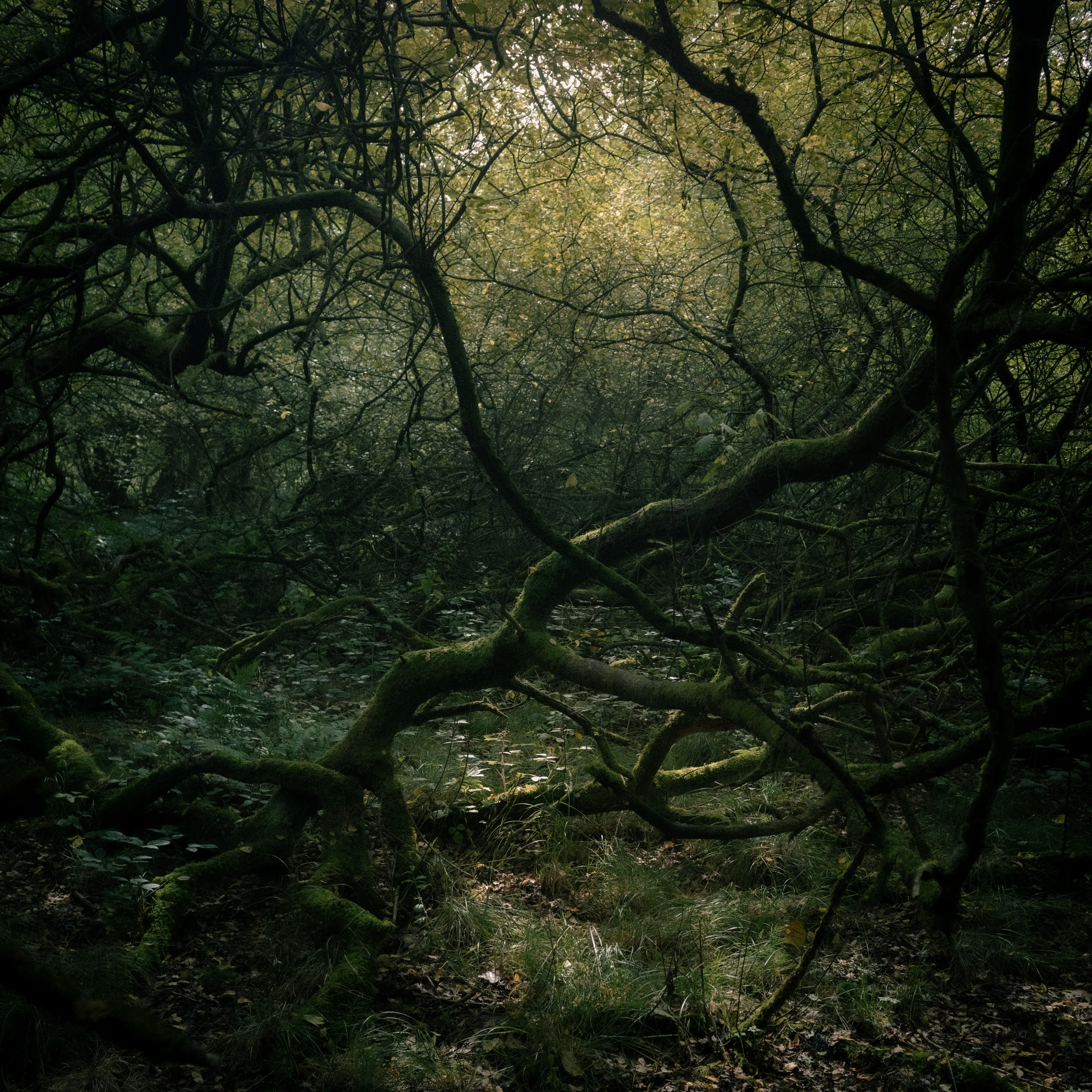 Green woods aglow