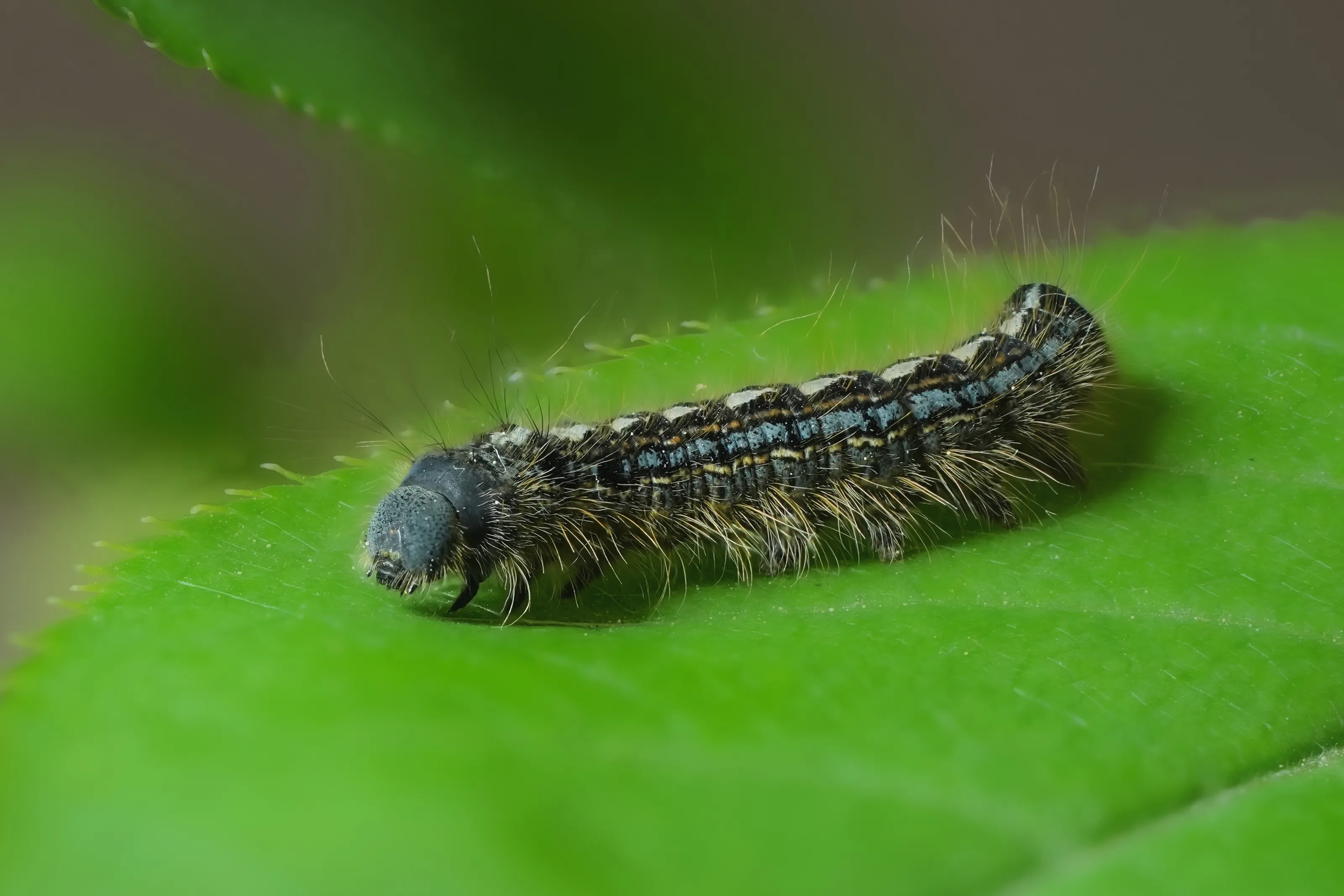 Caterpillars