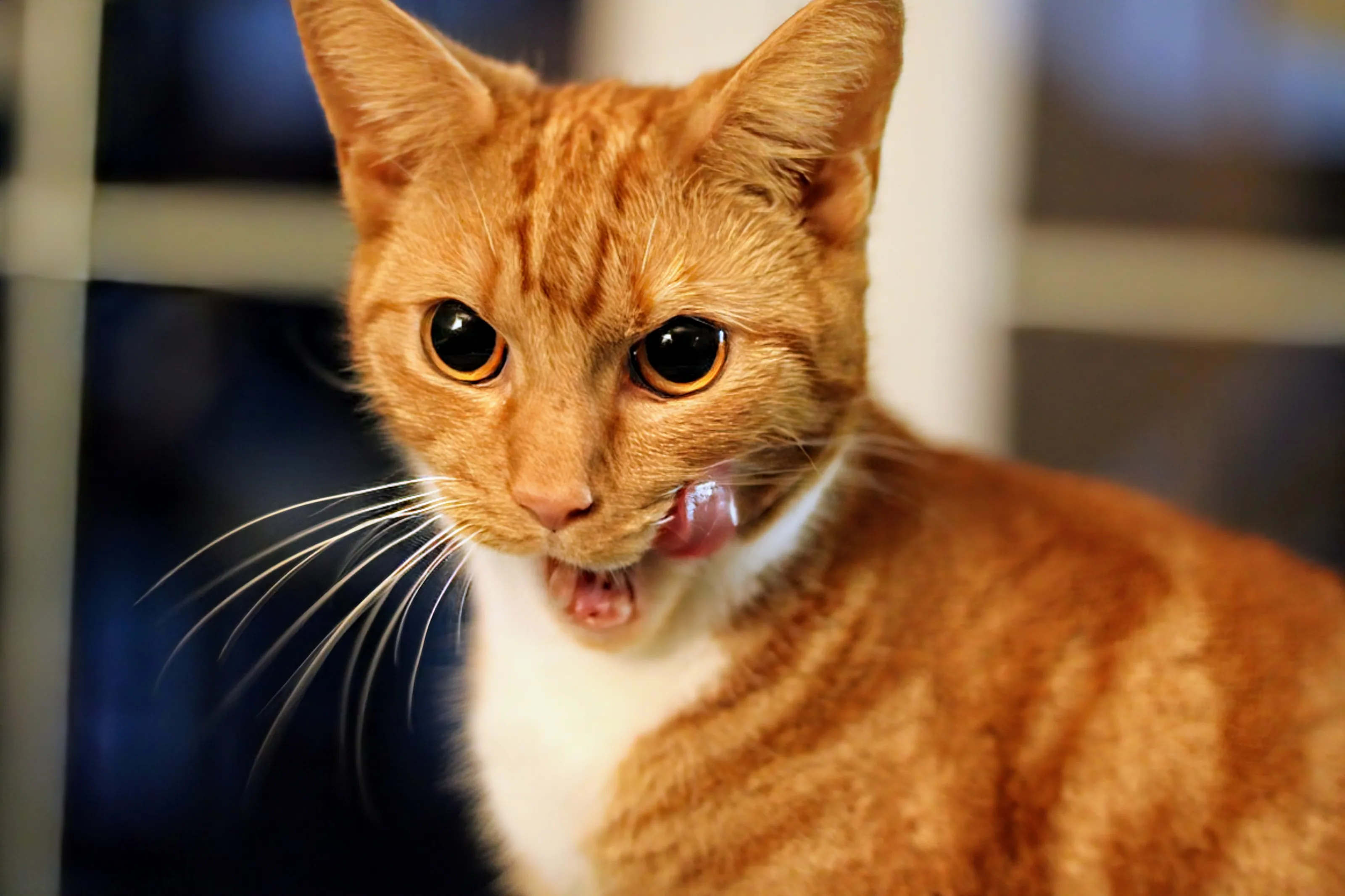 Honeycomb the Cat