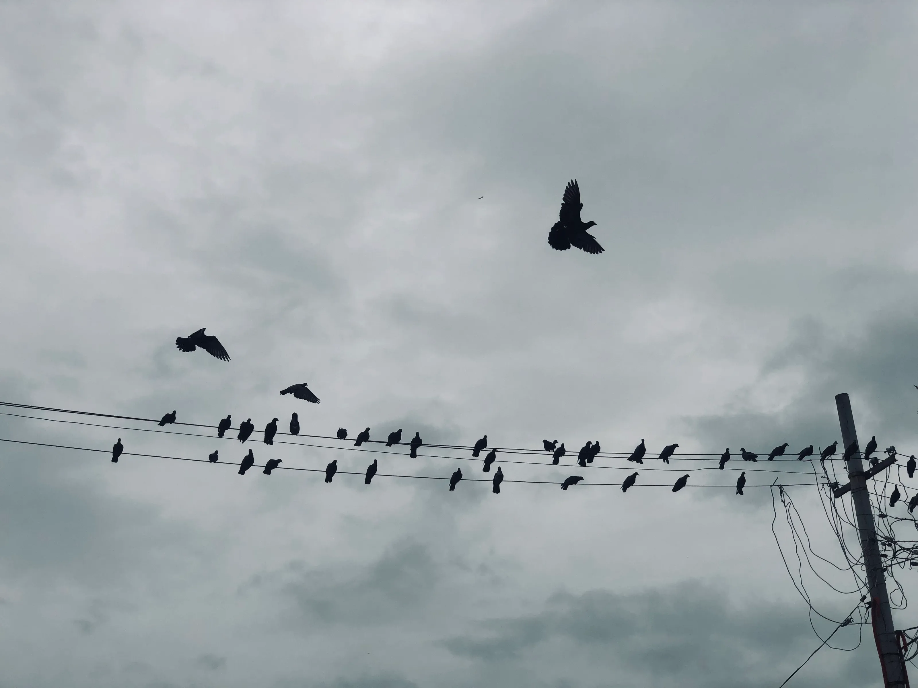Free Nature