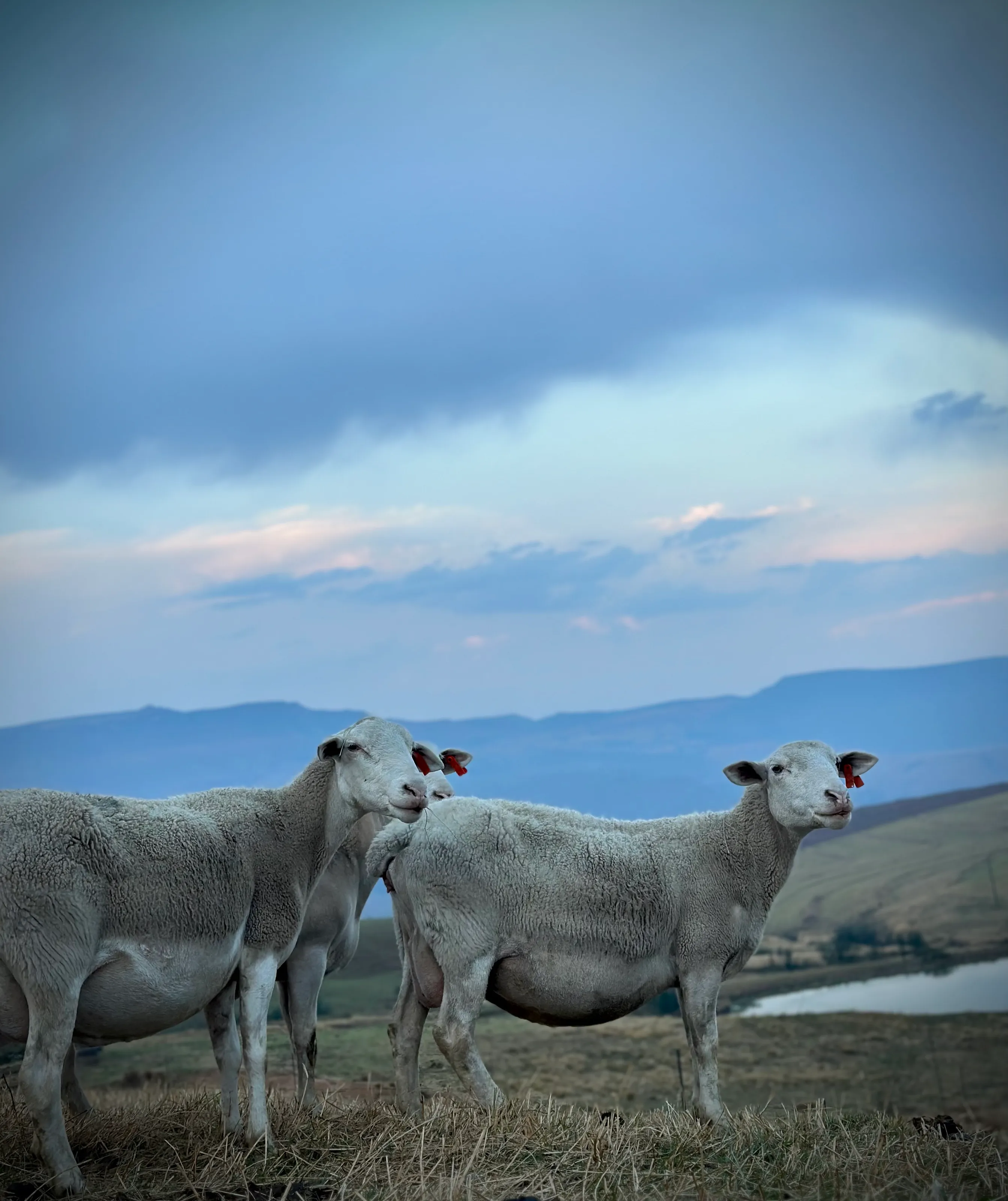 South African Farming
