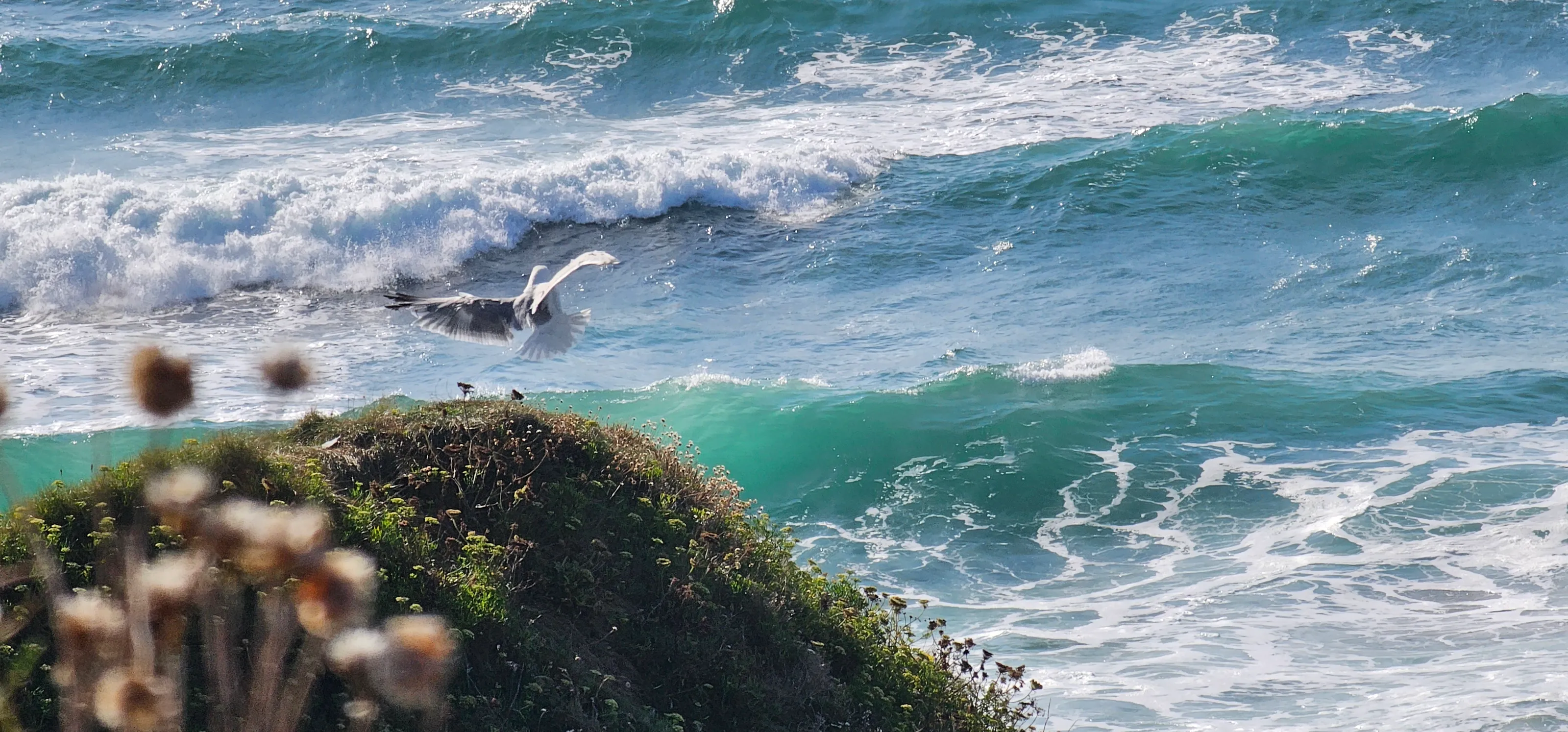 Seagull landing