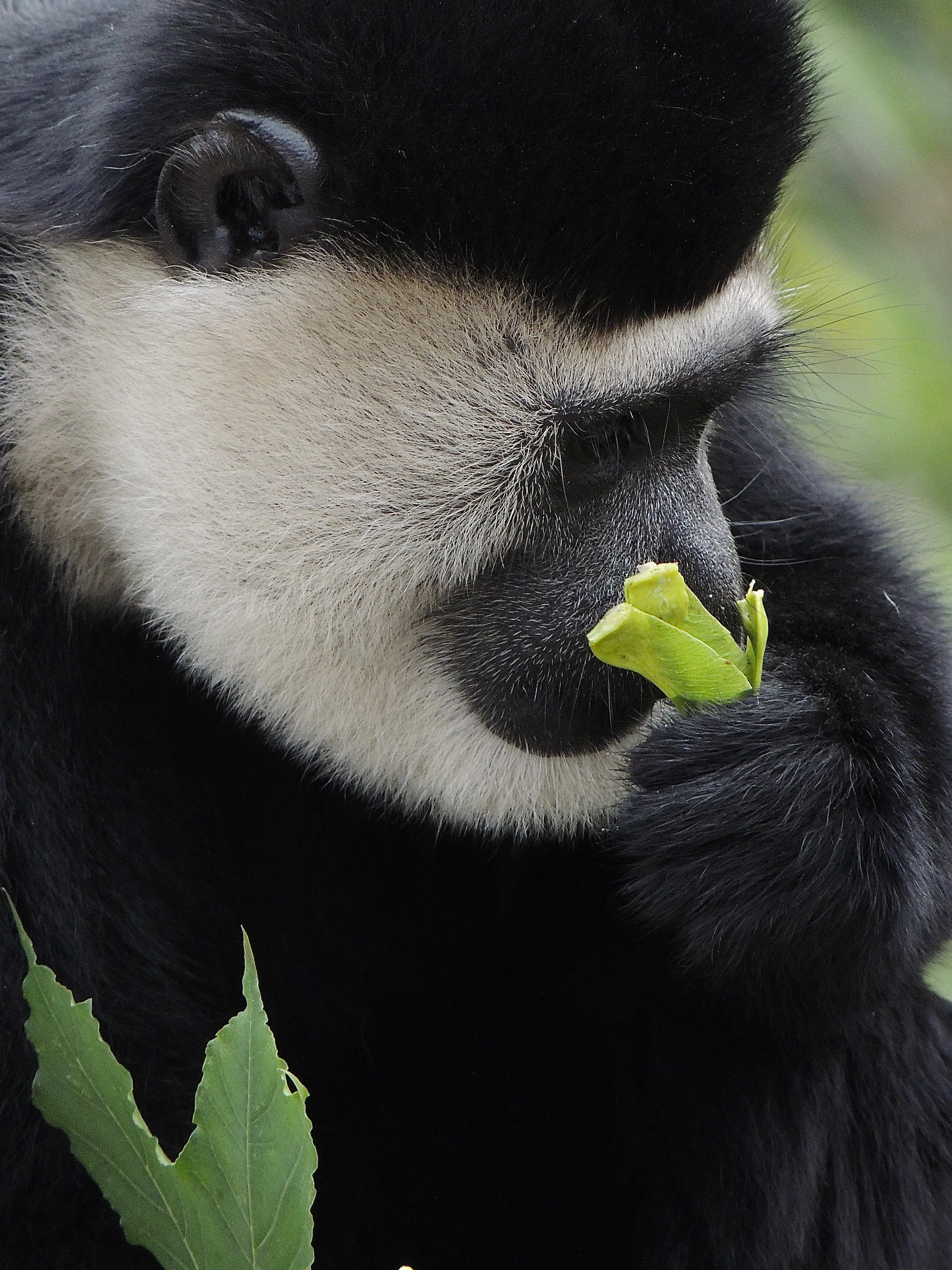 Monkey Close-Up