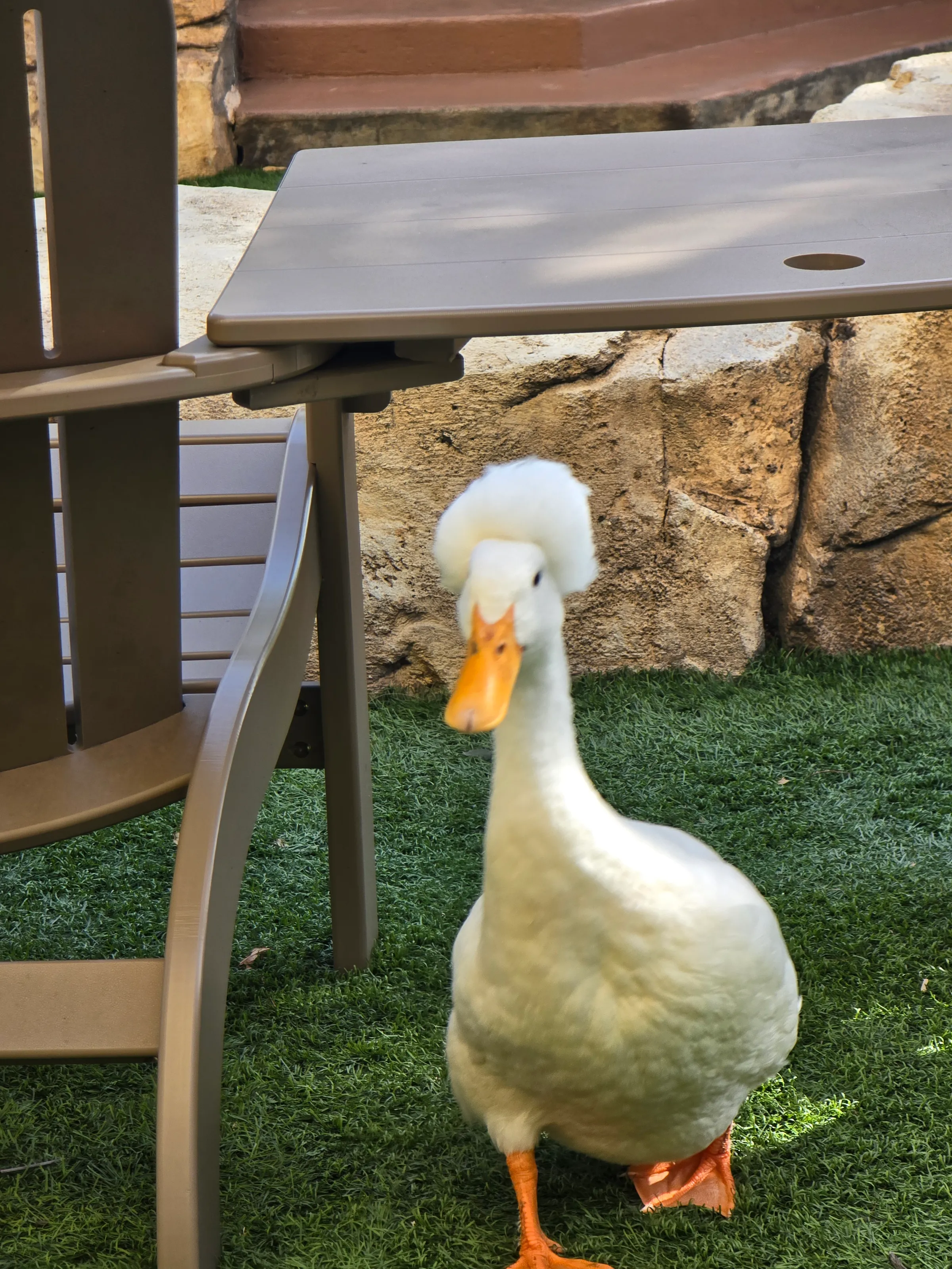 Mr. Duck
