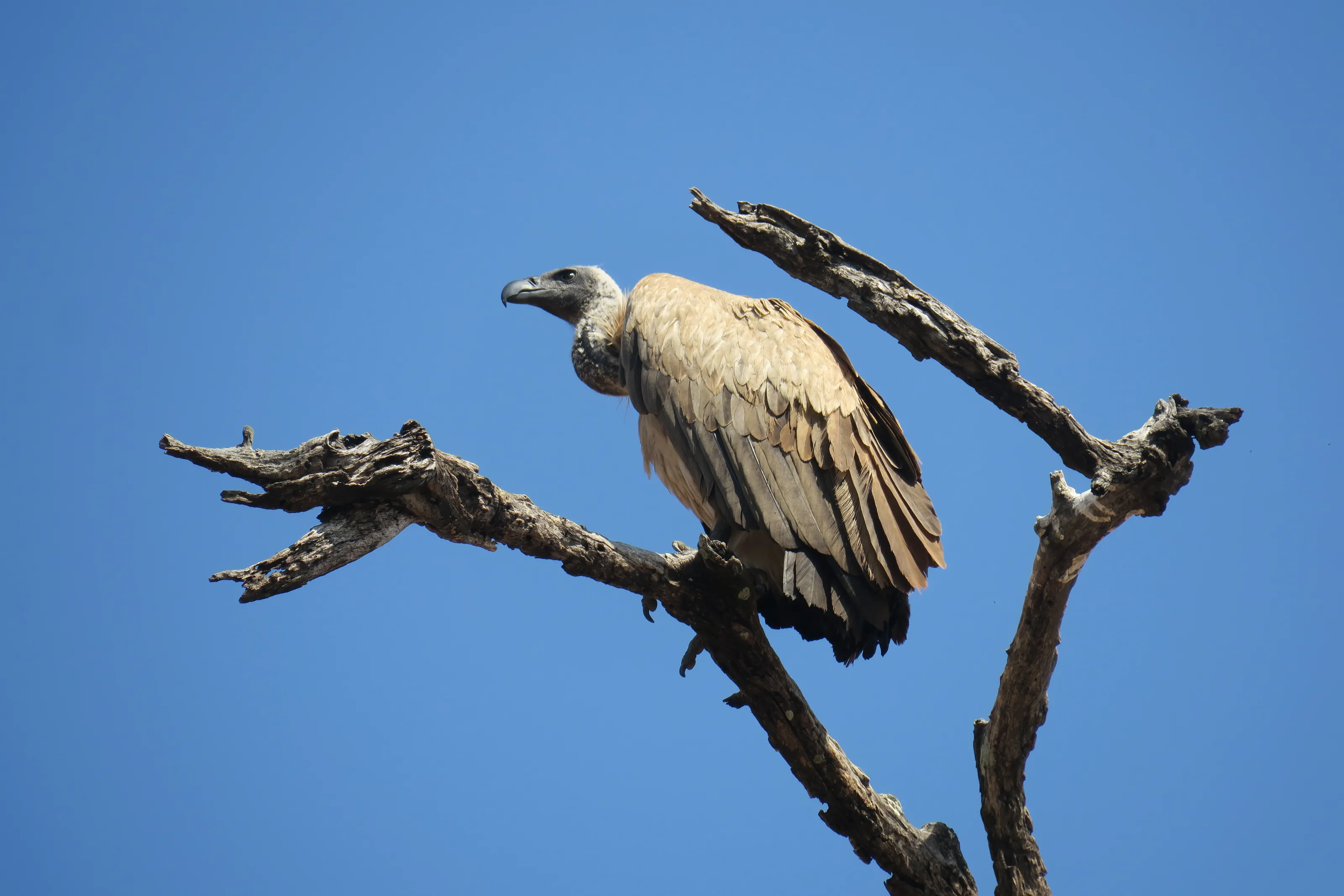 Vulture 1
