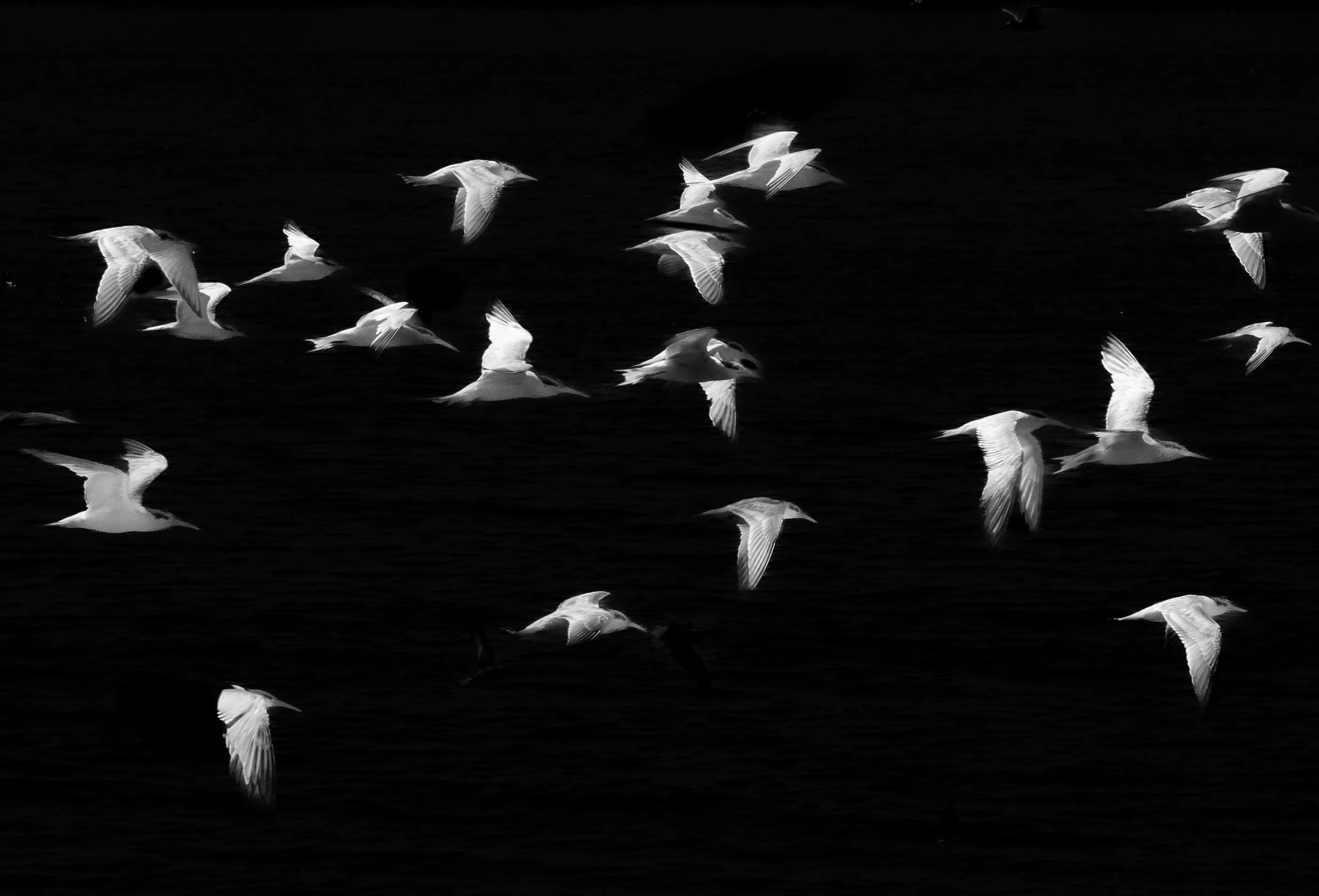 Birds in Flight