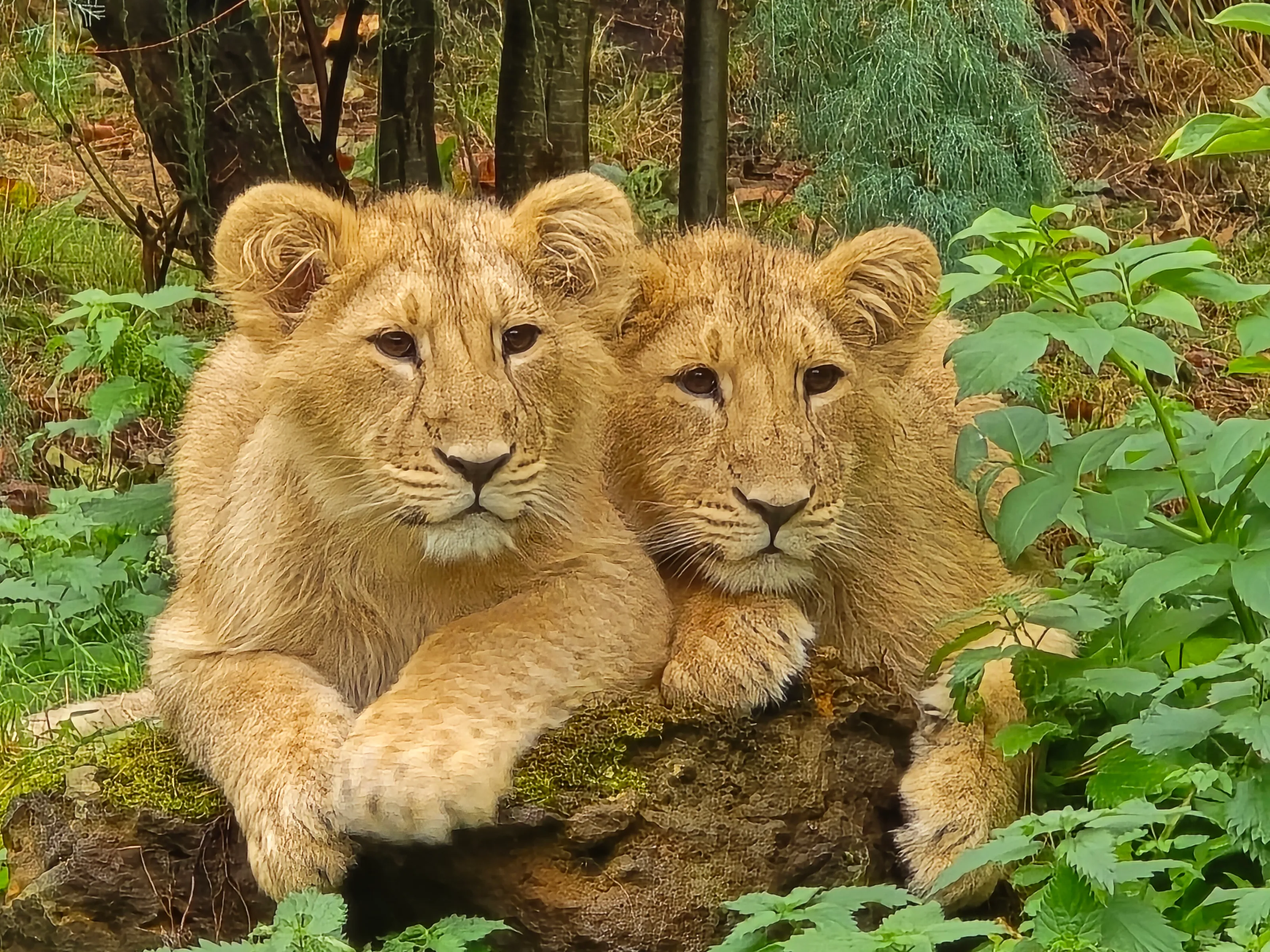 Lion Cubs watching Vultures
