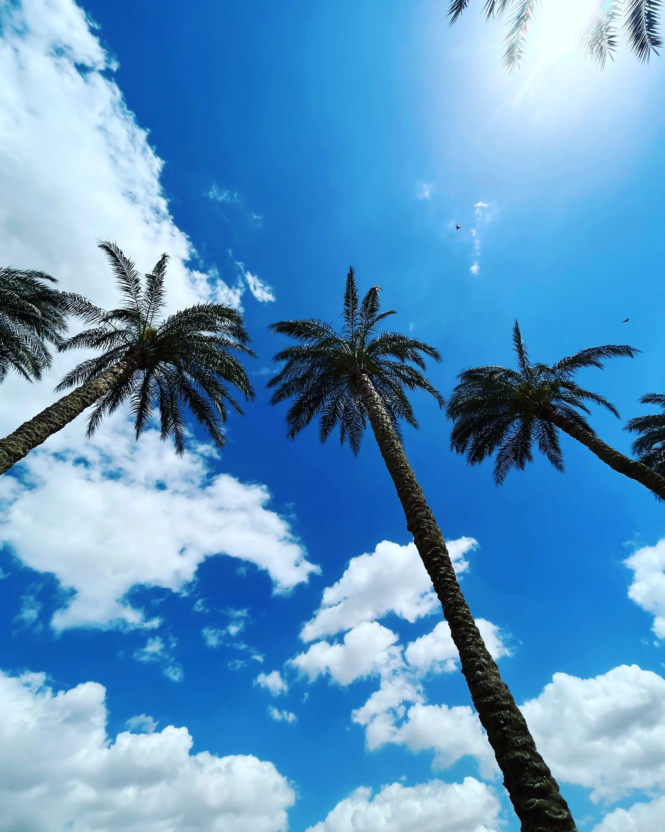 palm trees
