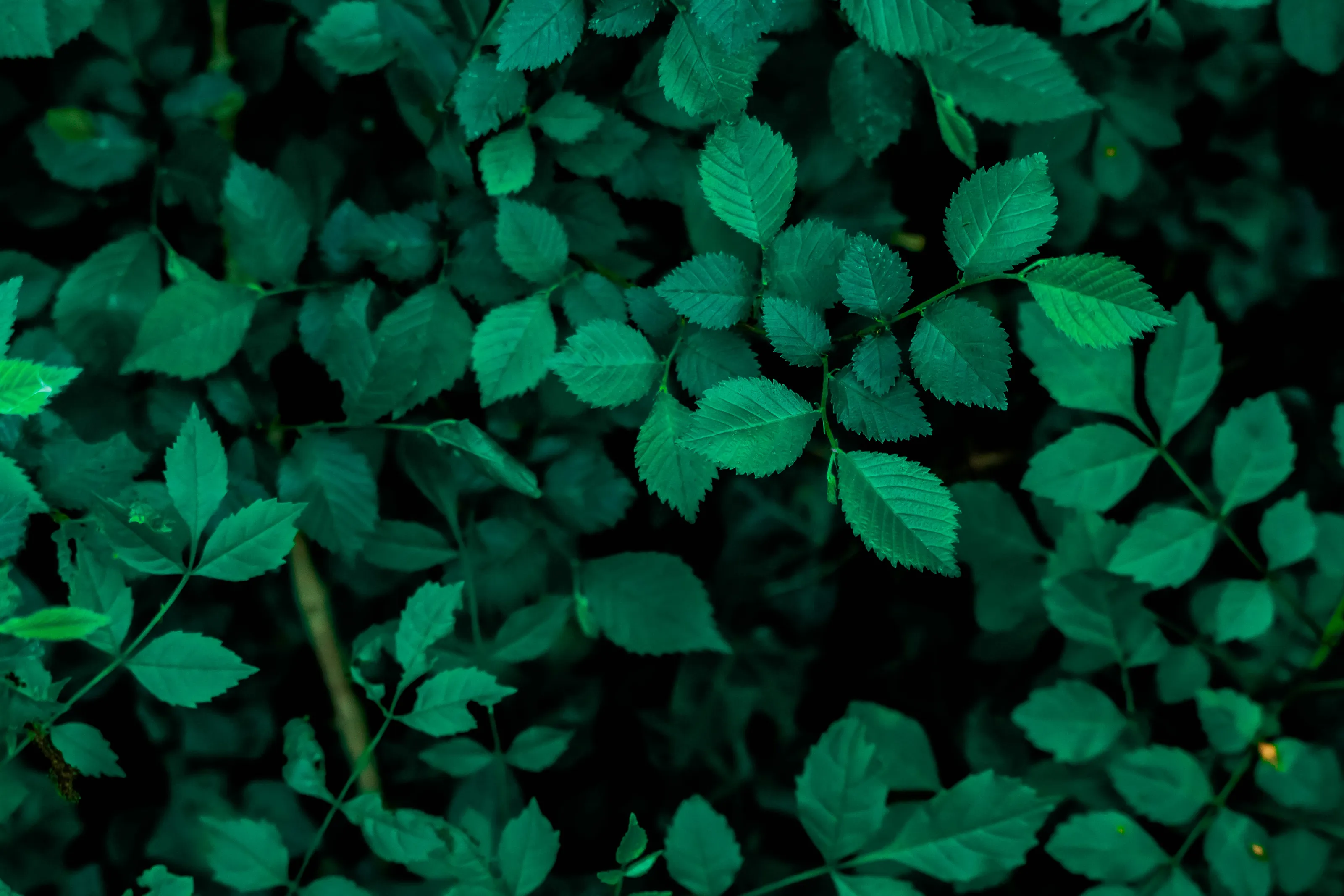 Banner image