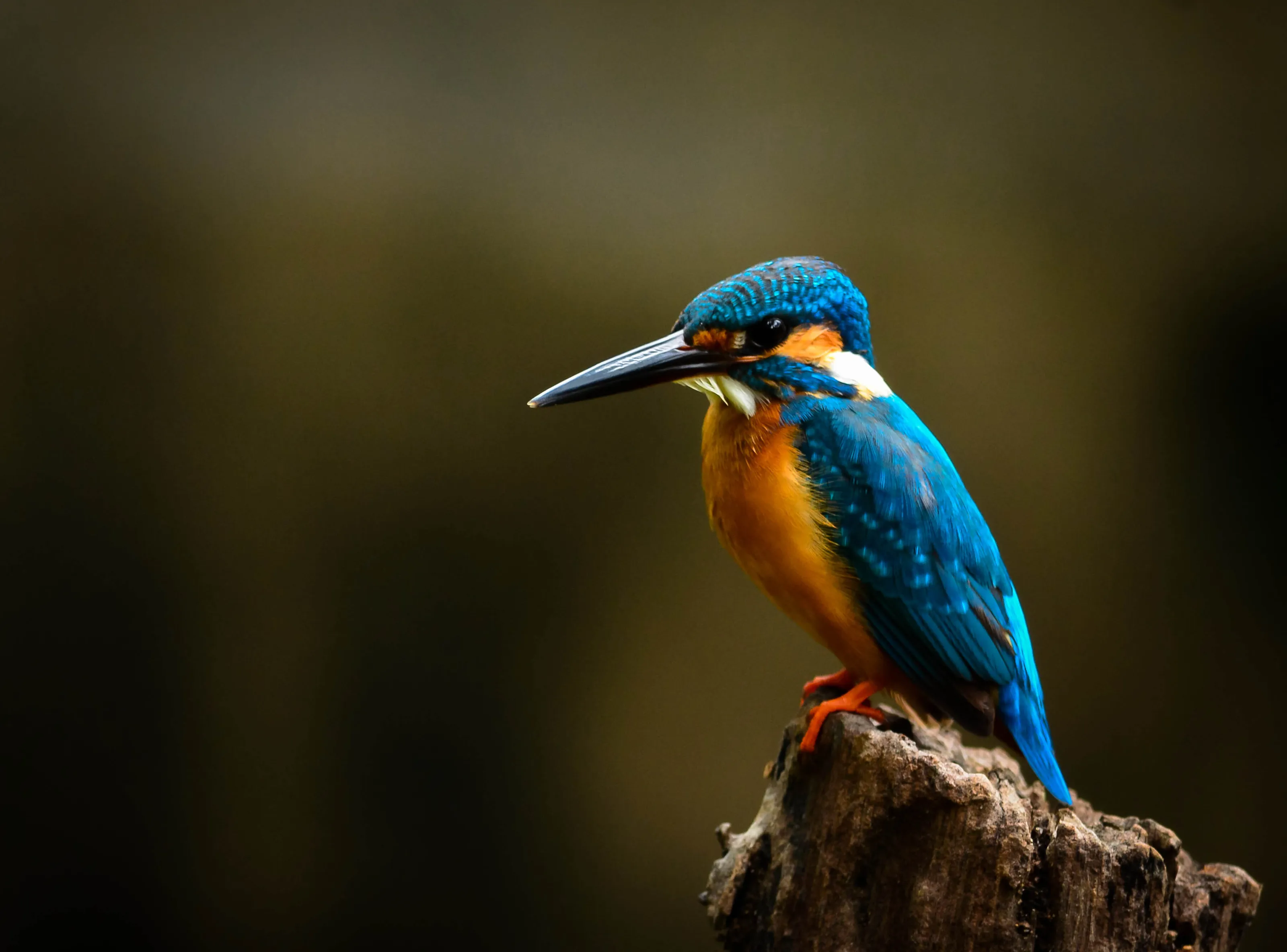 Common Kingfisher