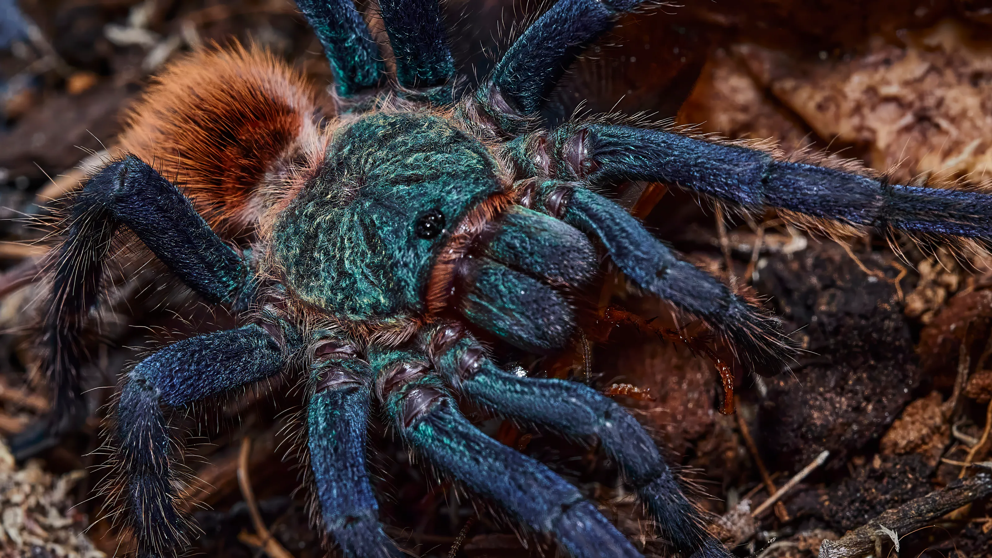 Green Bottle Blue or Chromatopelma Cyaneopubescens Tarantula