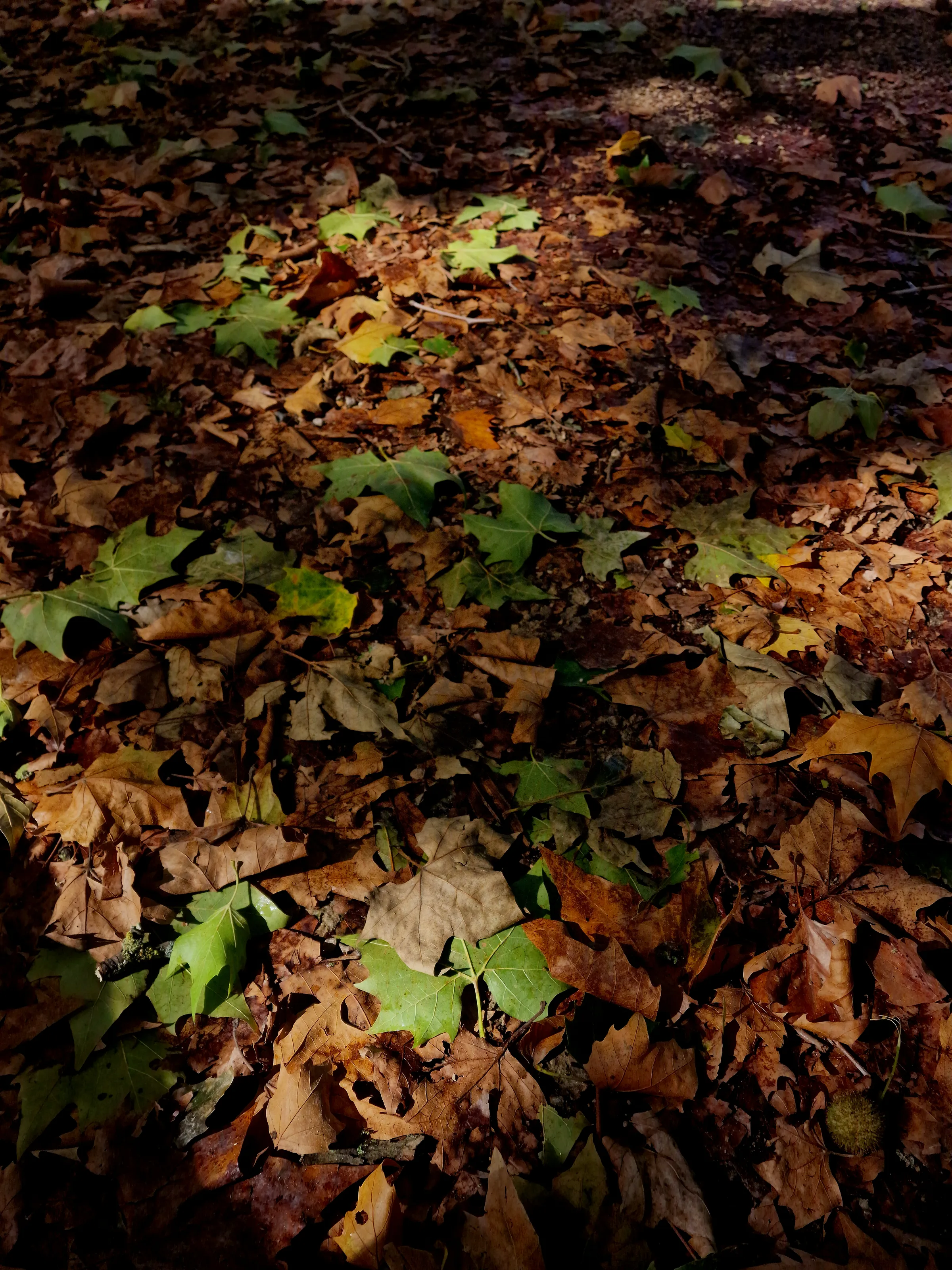 Patches of gold