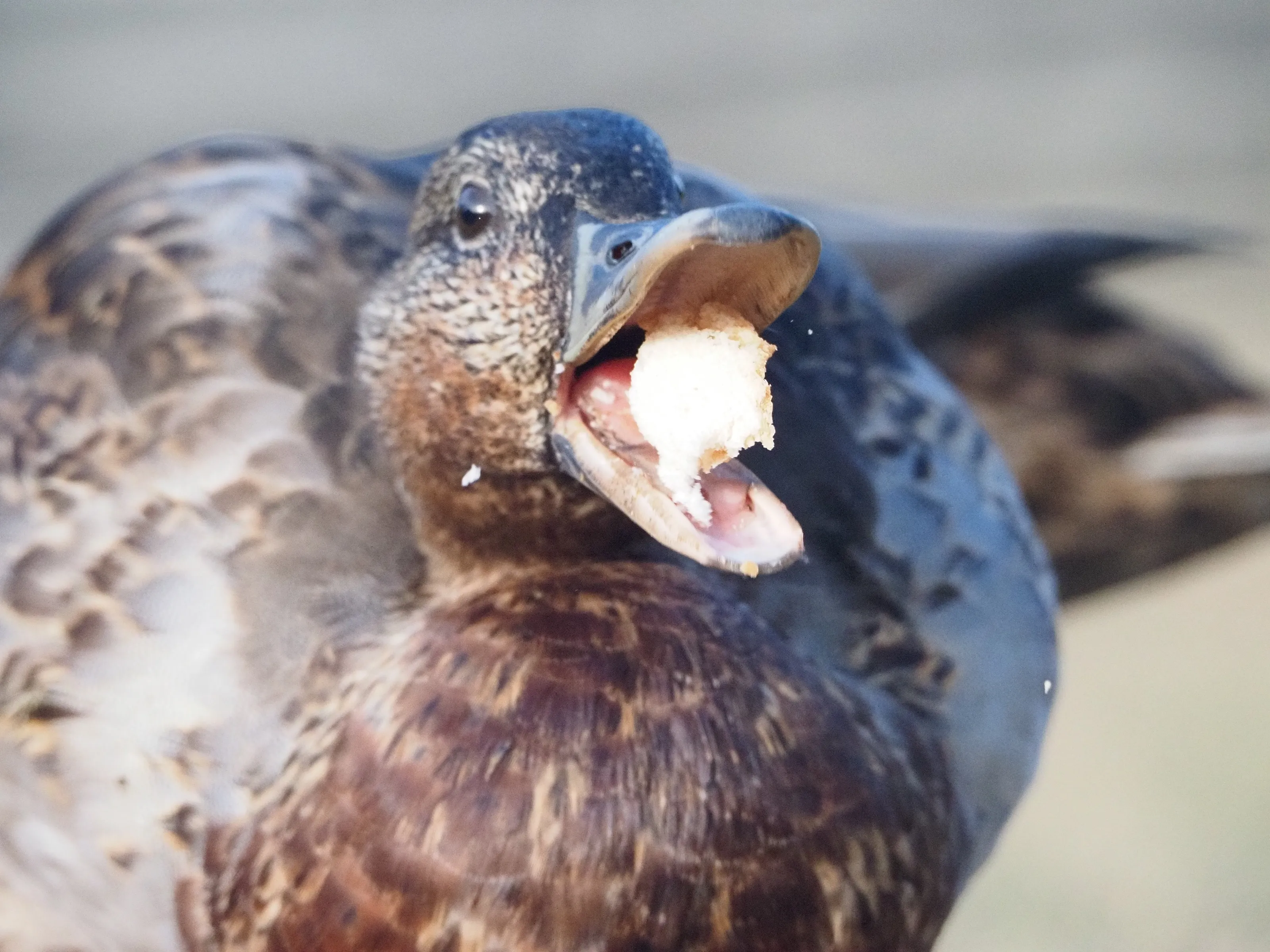 Chomp