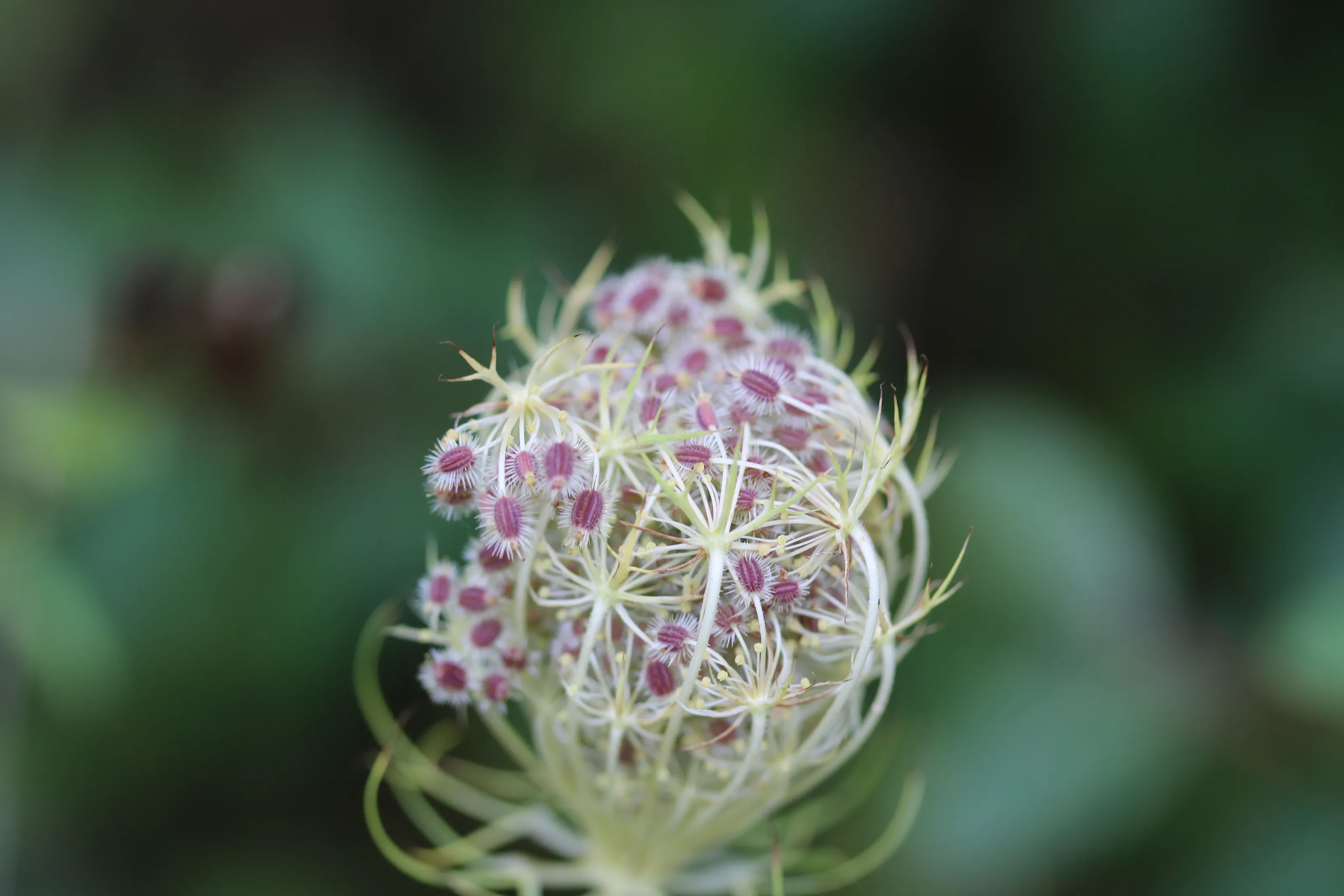 Laced Closed