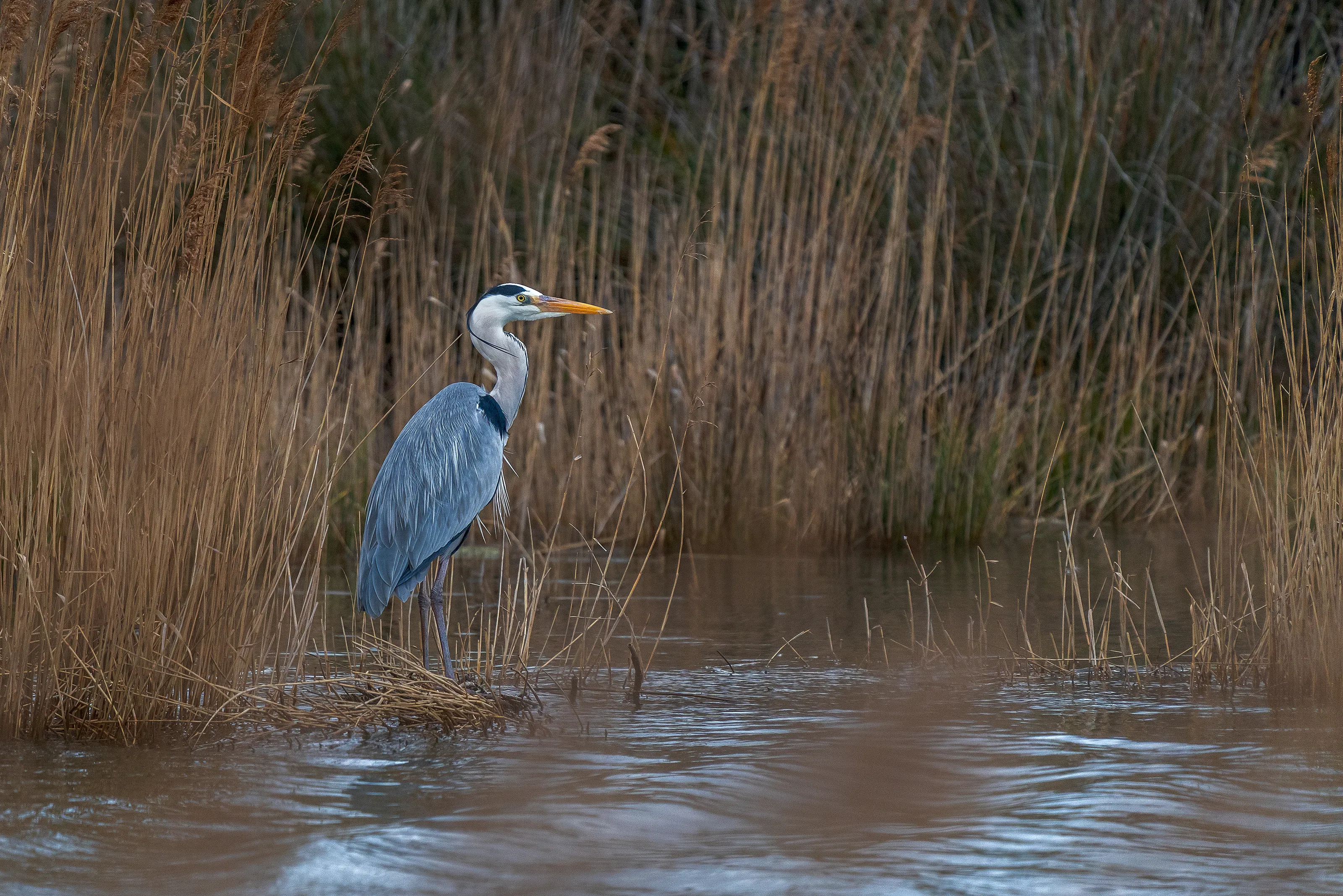 Long-Legged Wading Birds