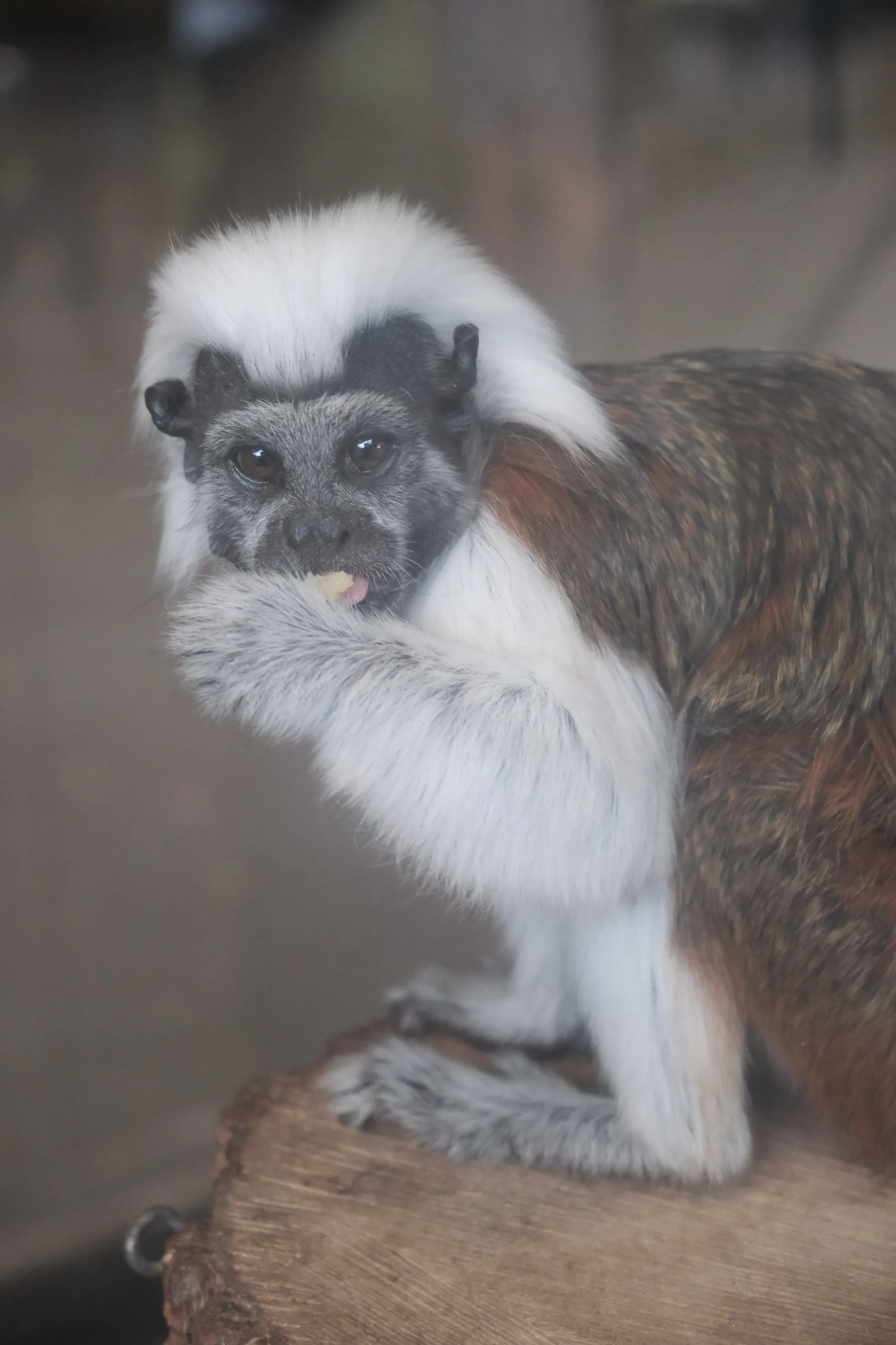 Tamarin