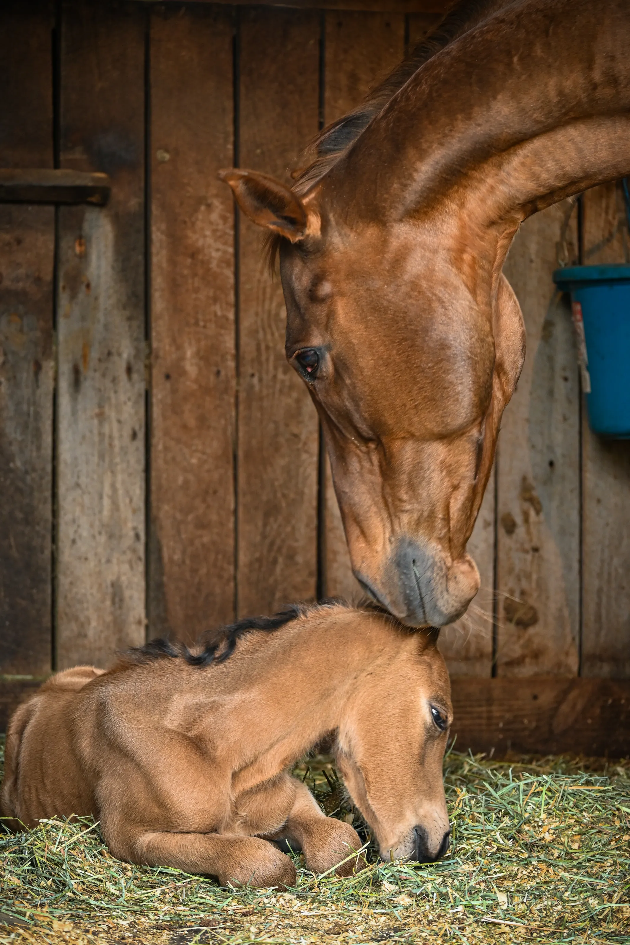 A Mother's Love