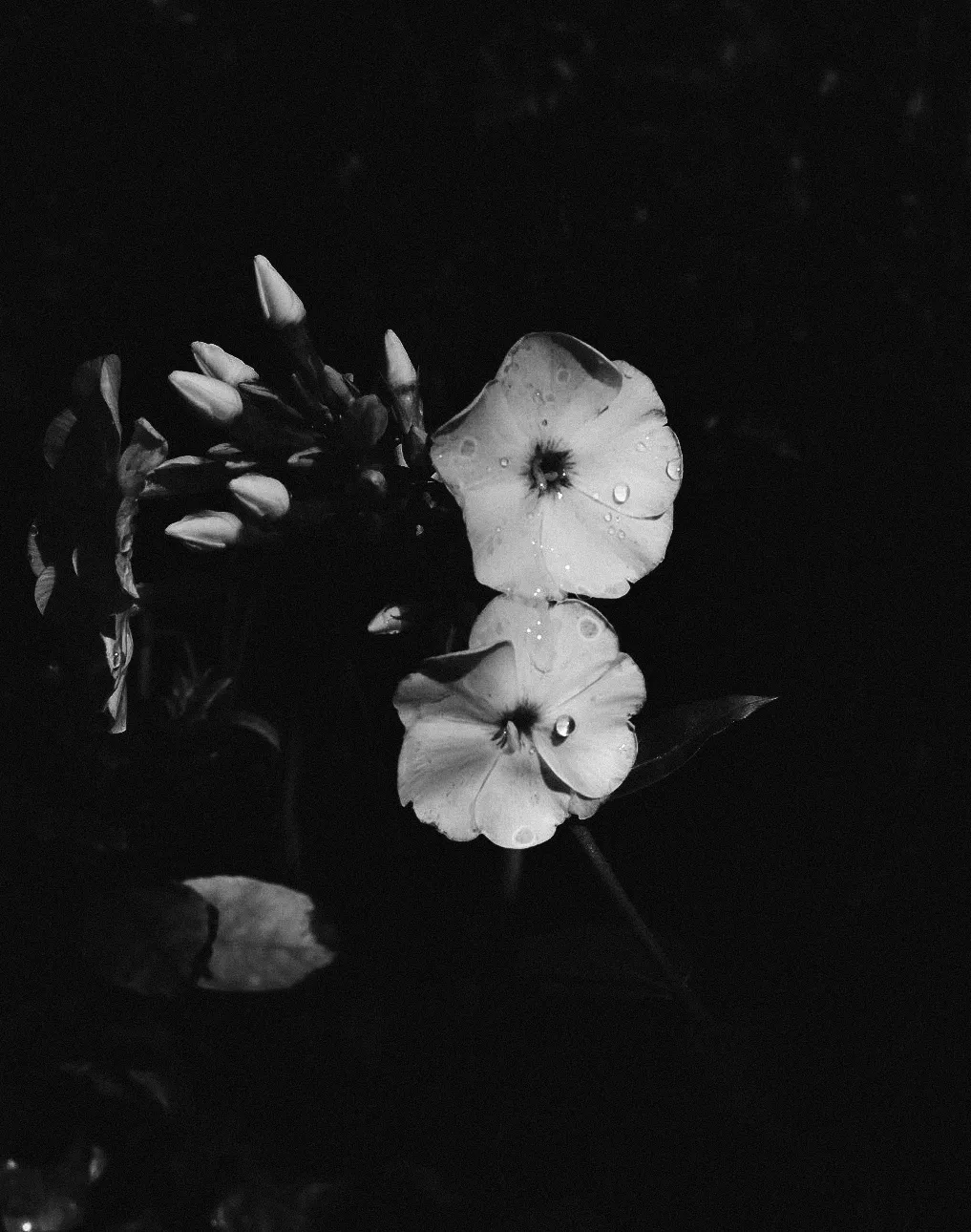 Tears of the Flower