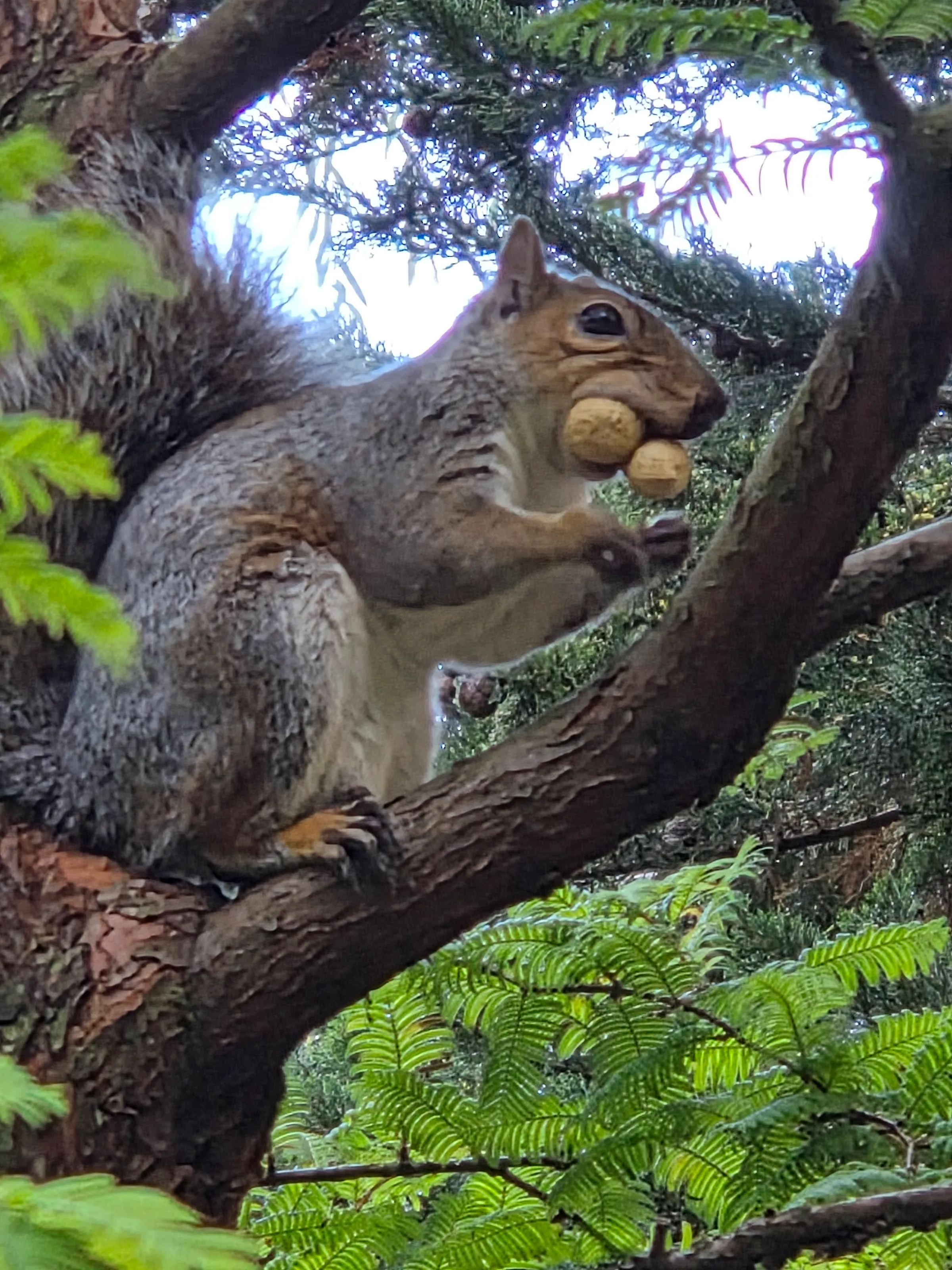 Busy squirrel