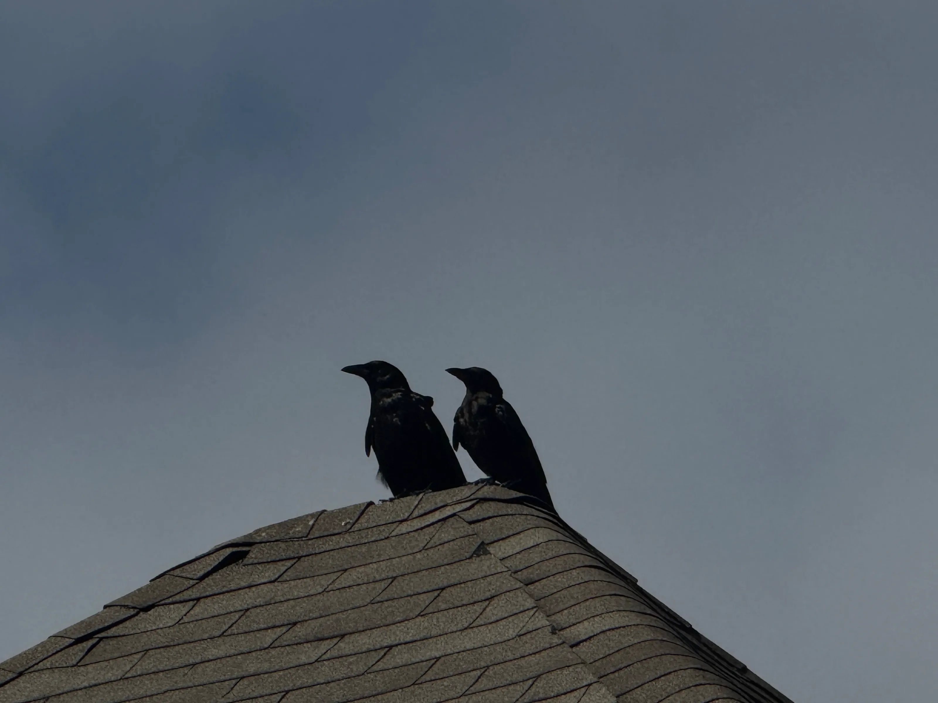Crow top