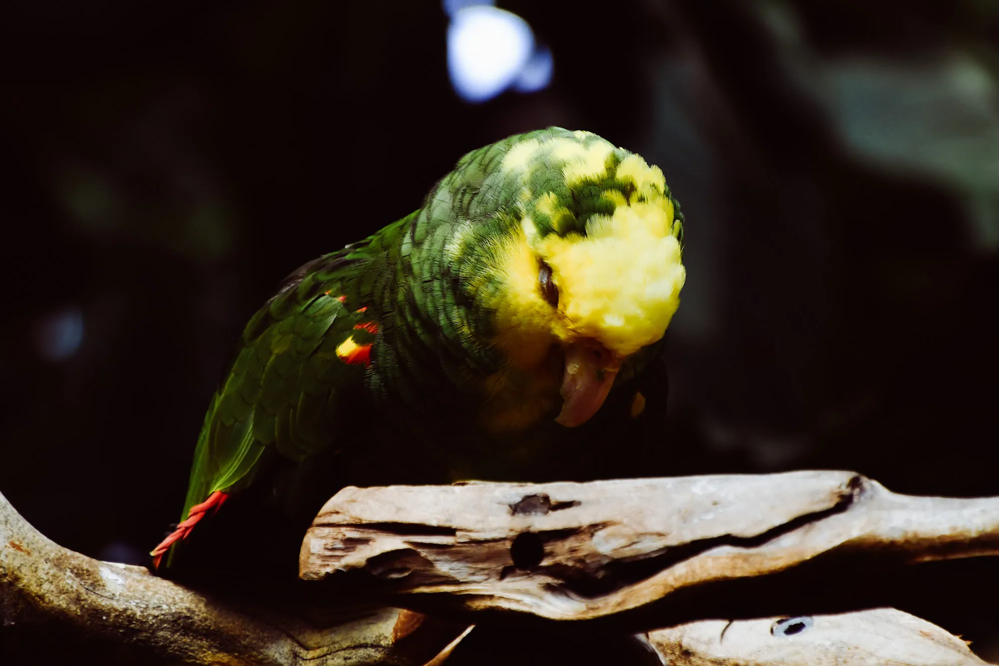Parrots (in colour)