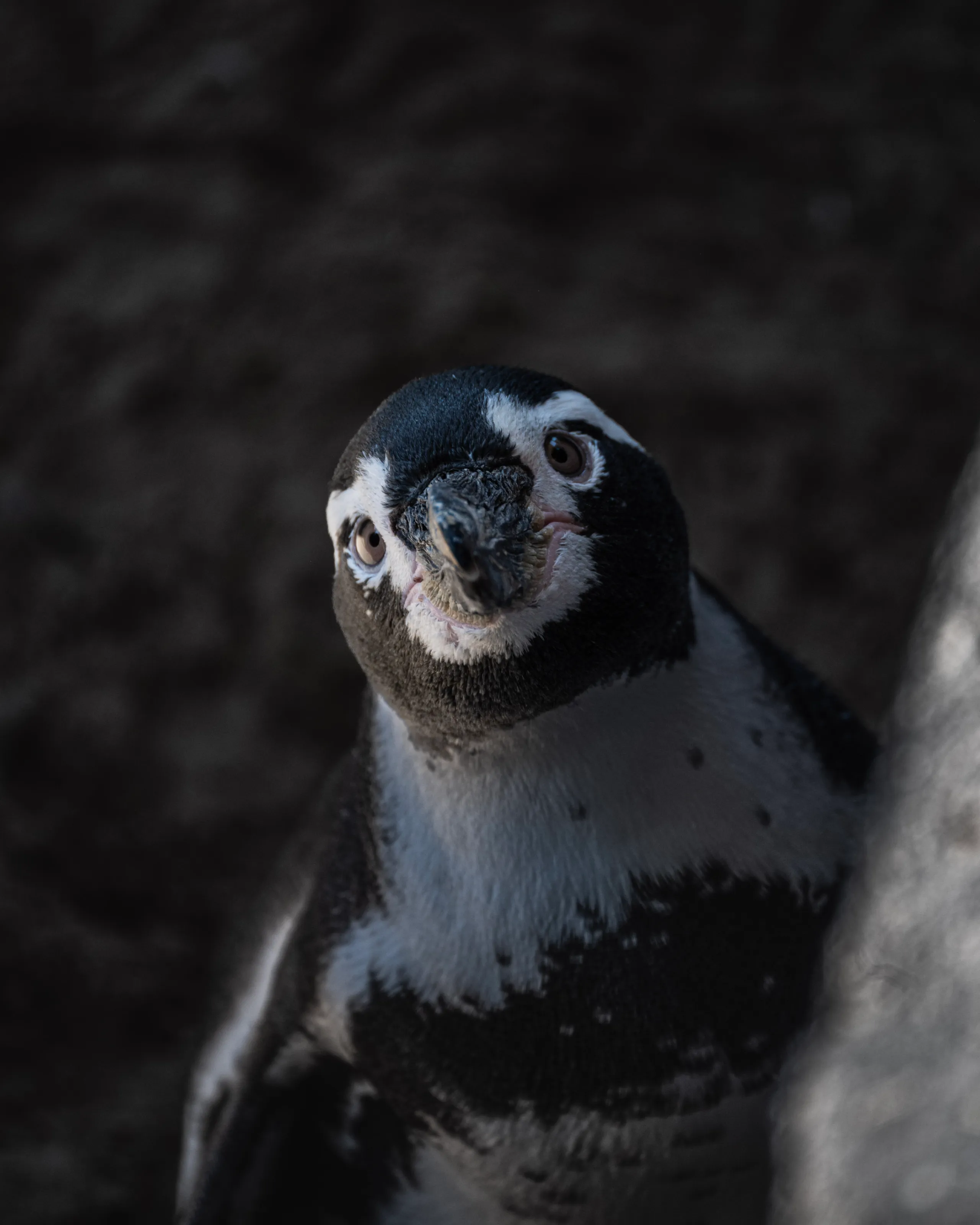 Penguin?