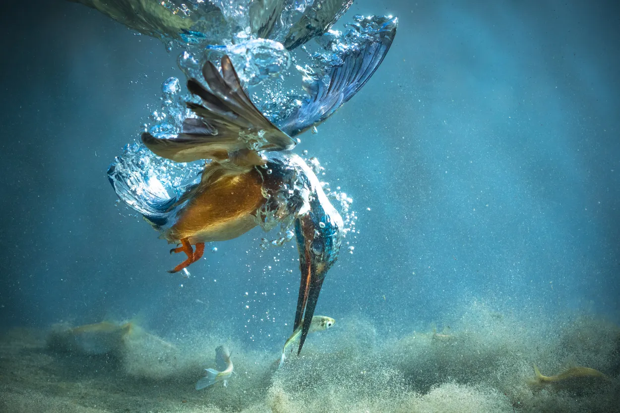 The kingfisher