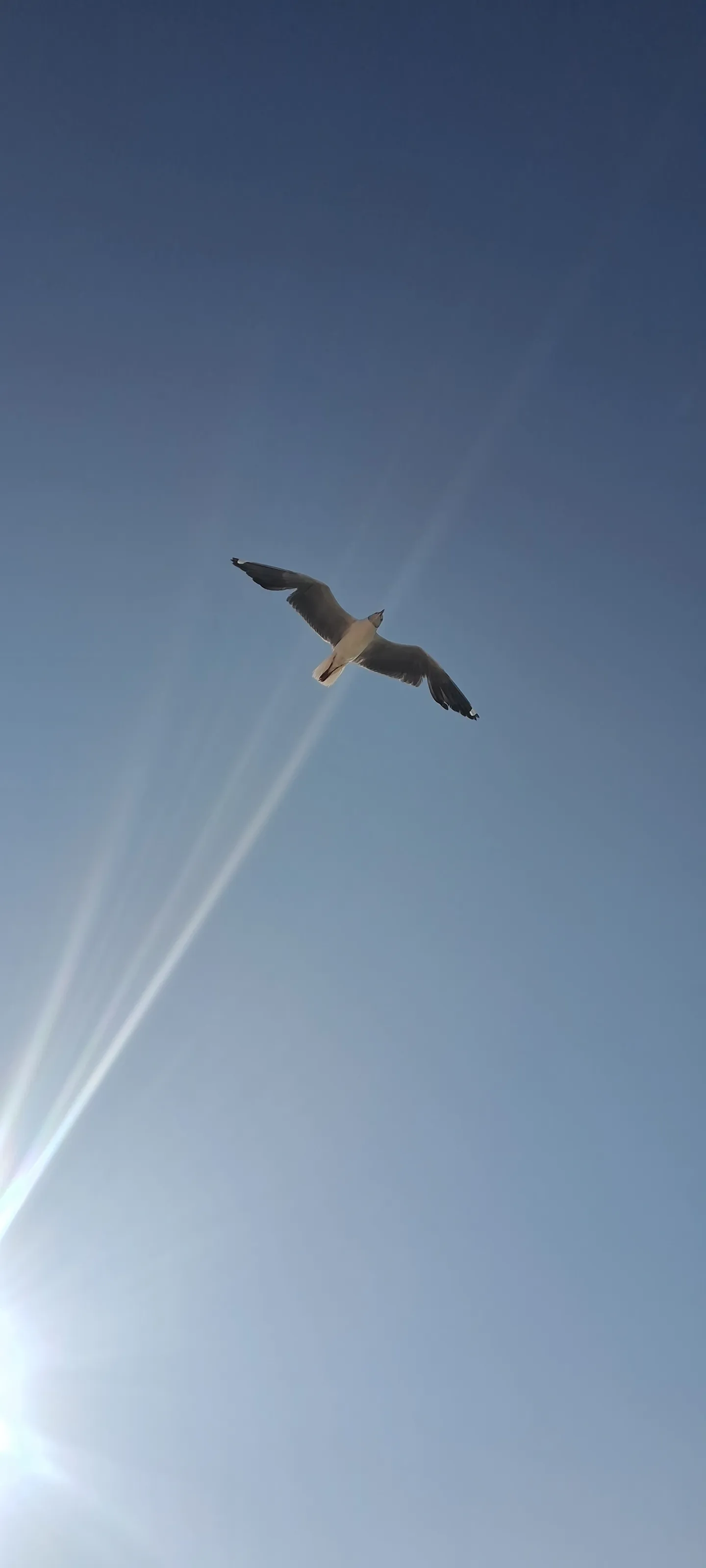 The guide of light.