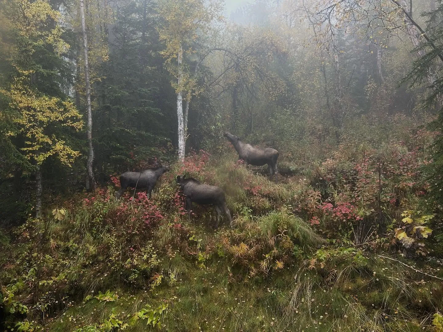Alaska Backyard