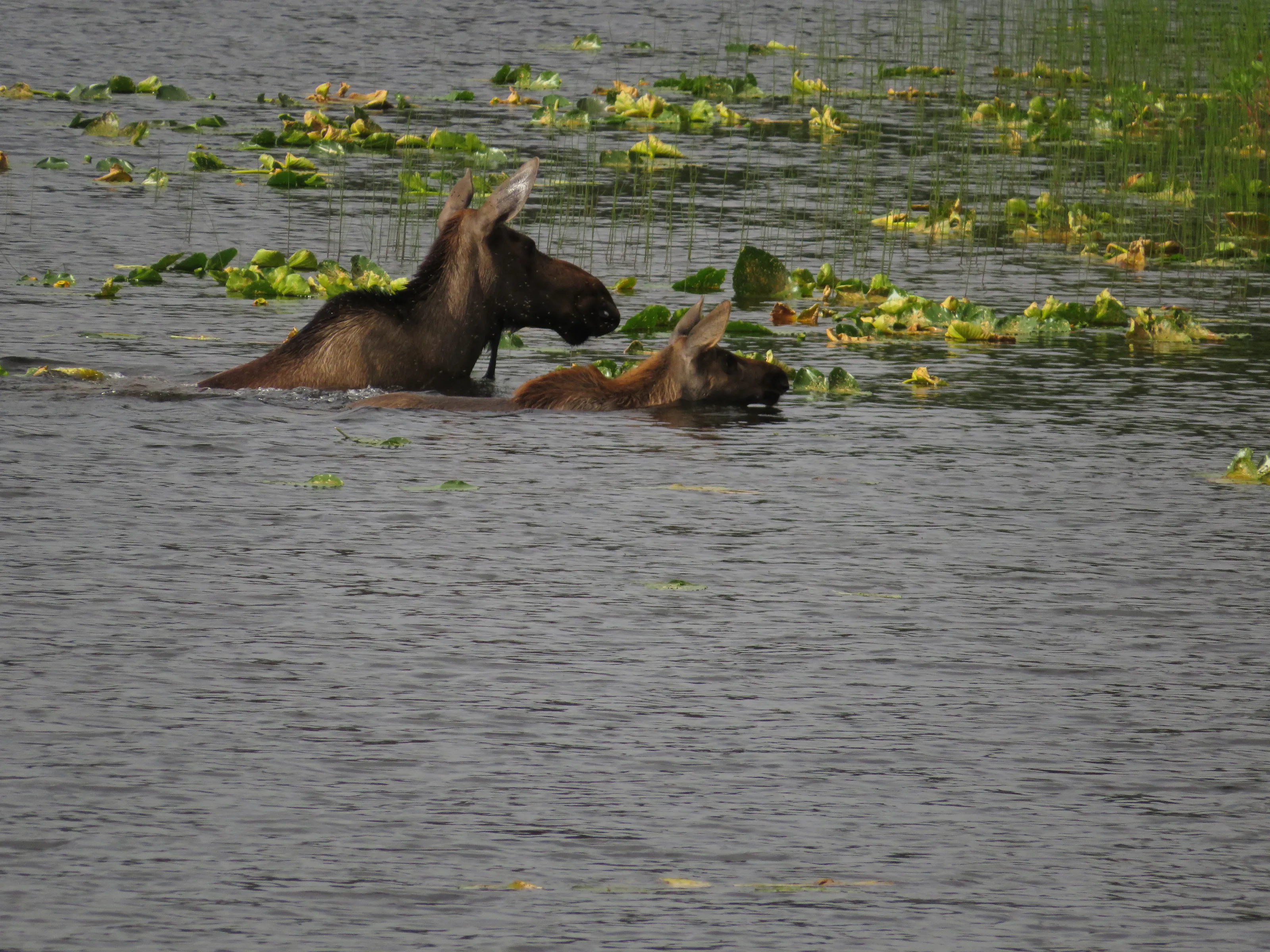 Down For a Splash!