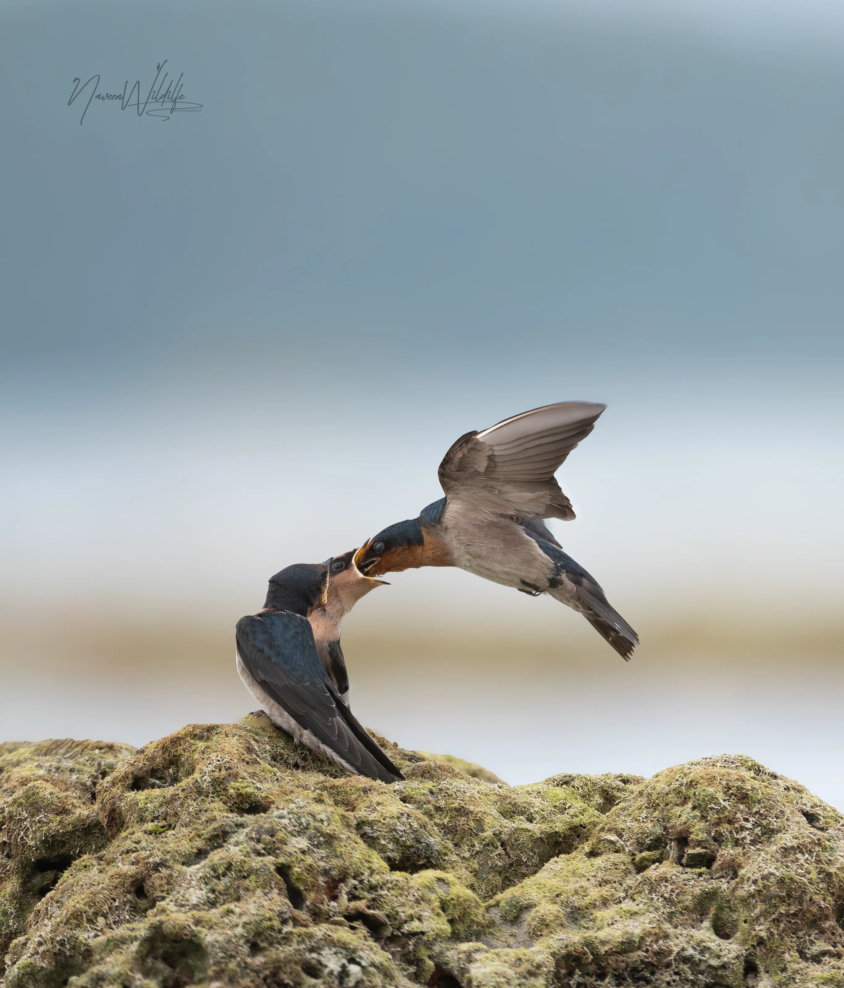 A beautiful love between mother bird and chick.