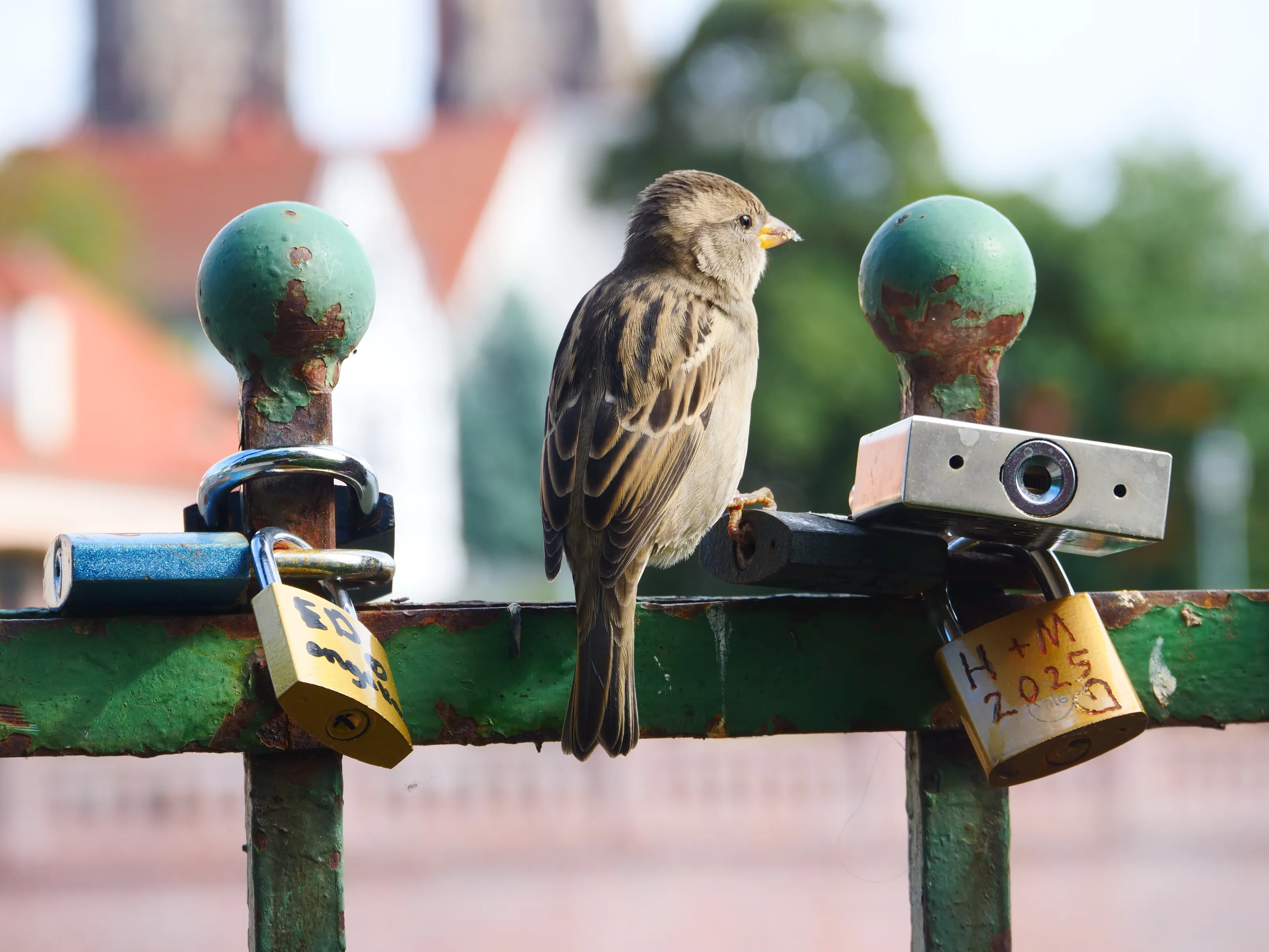 L'oiseau de wrocław