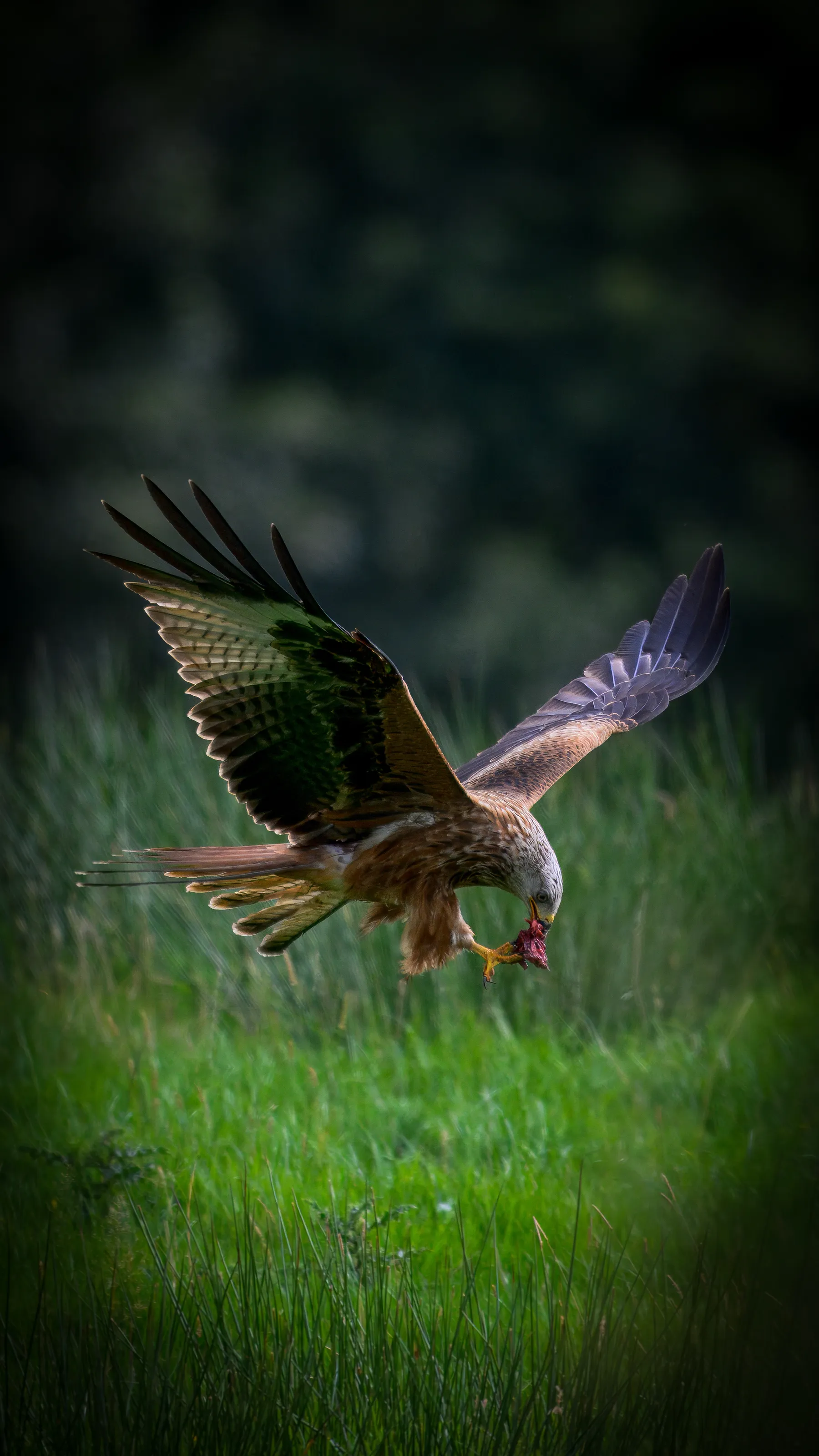 A Redkite  - One of UK's Largest birds of Prey