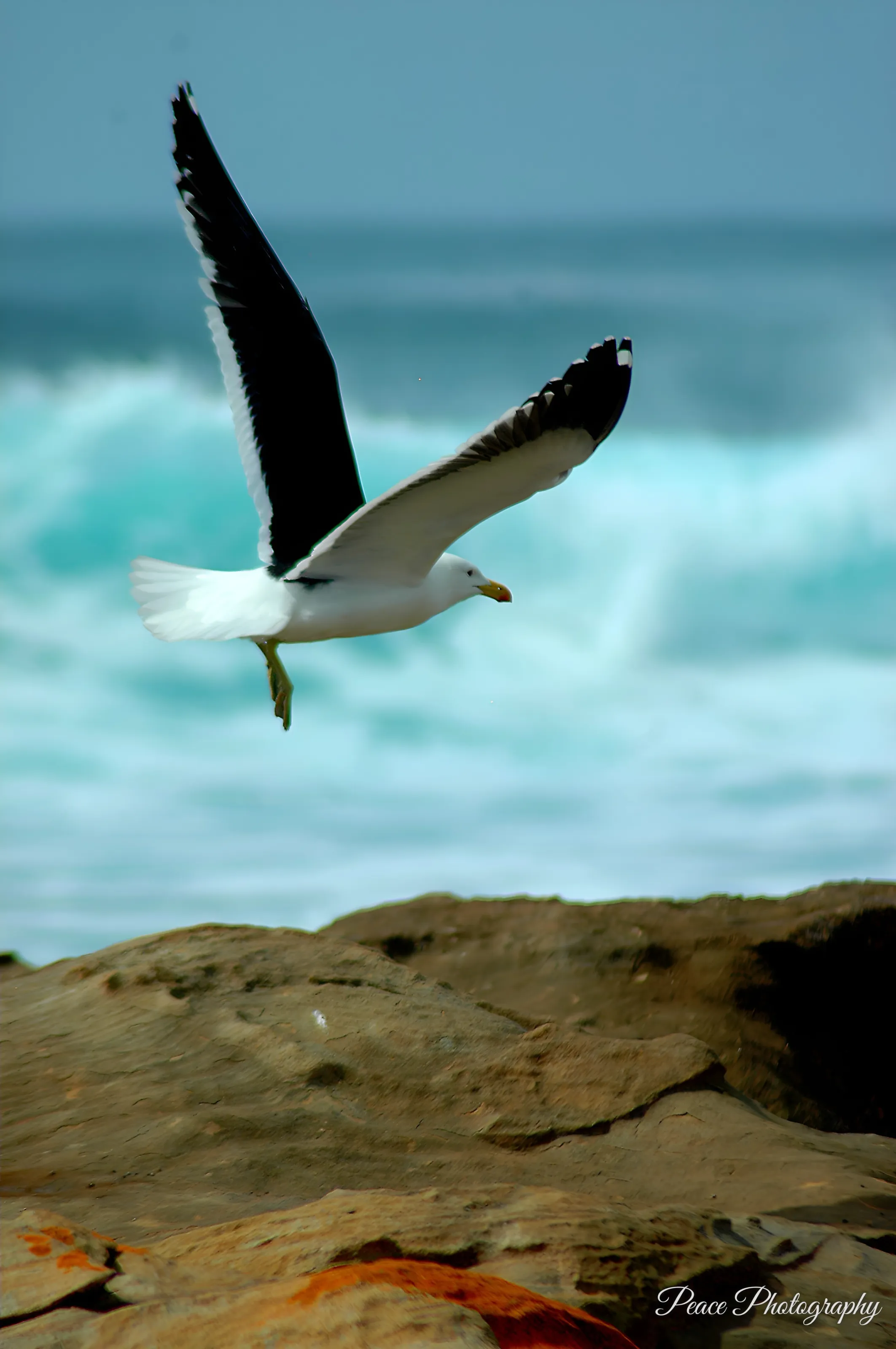 Freedom