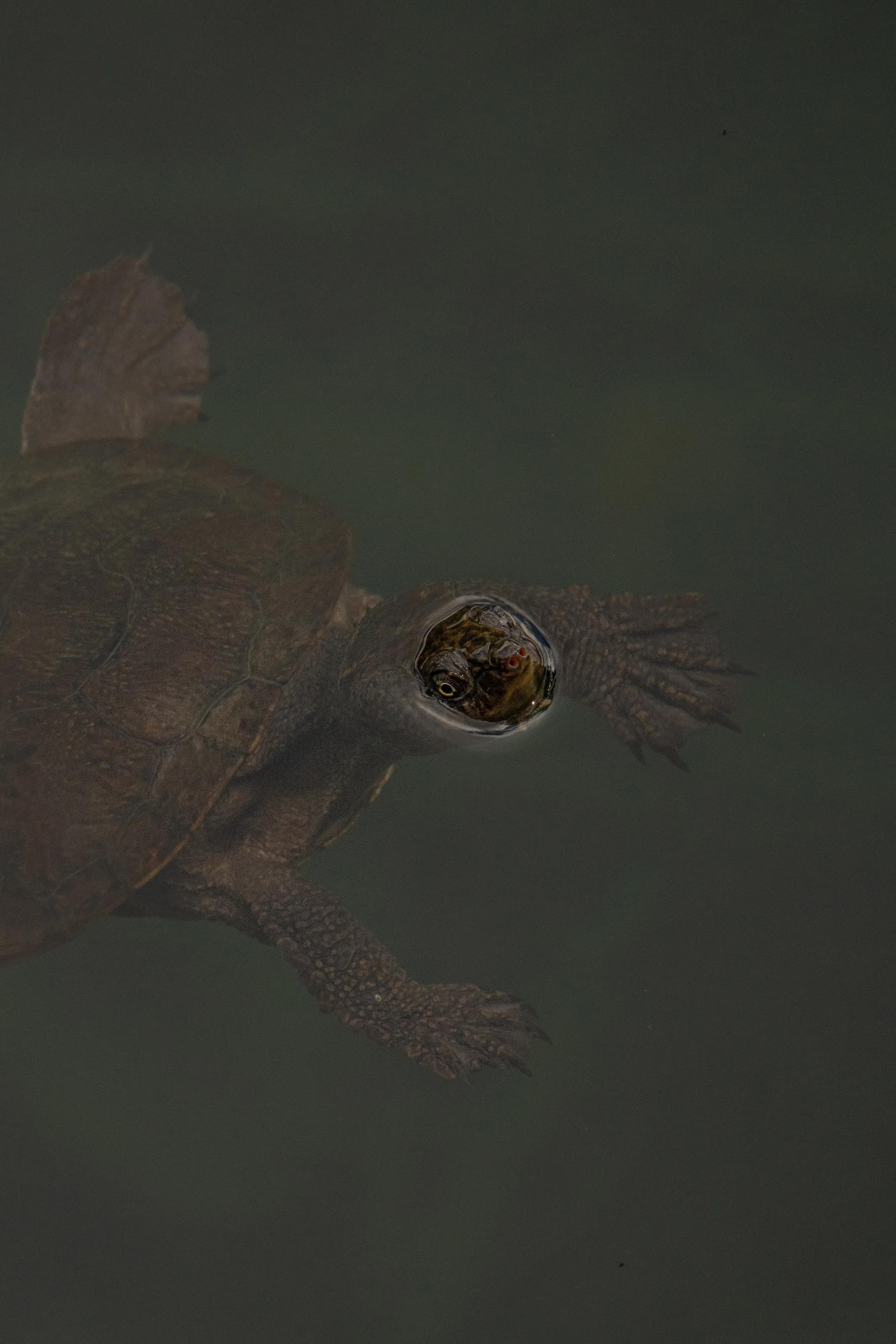 Turtle coming up for a breath