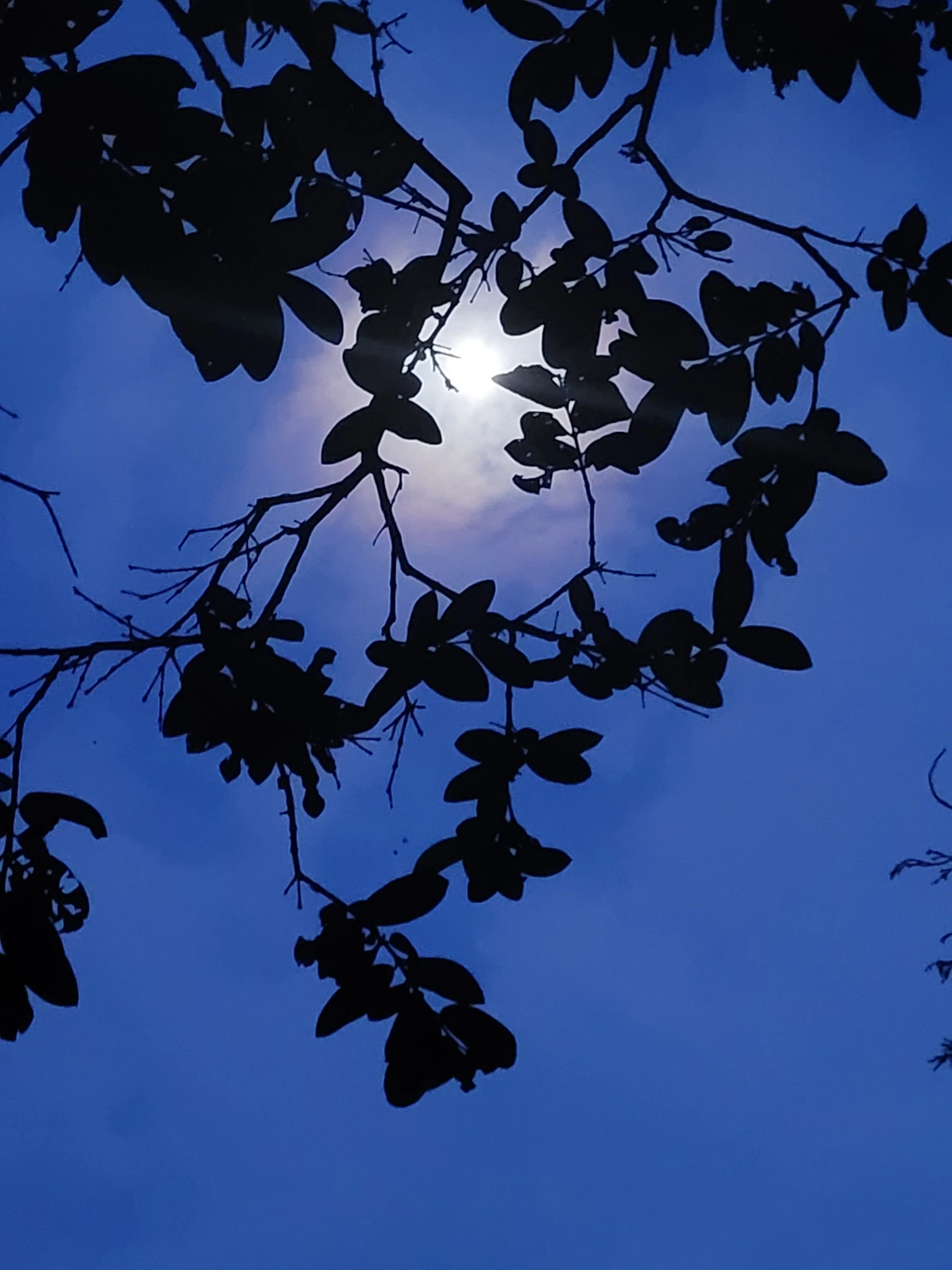 Moonlight