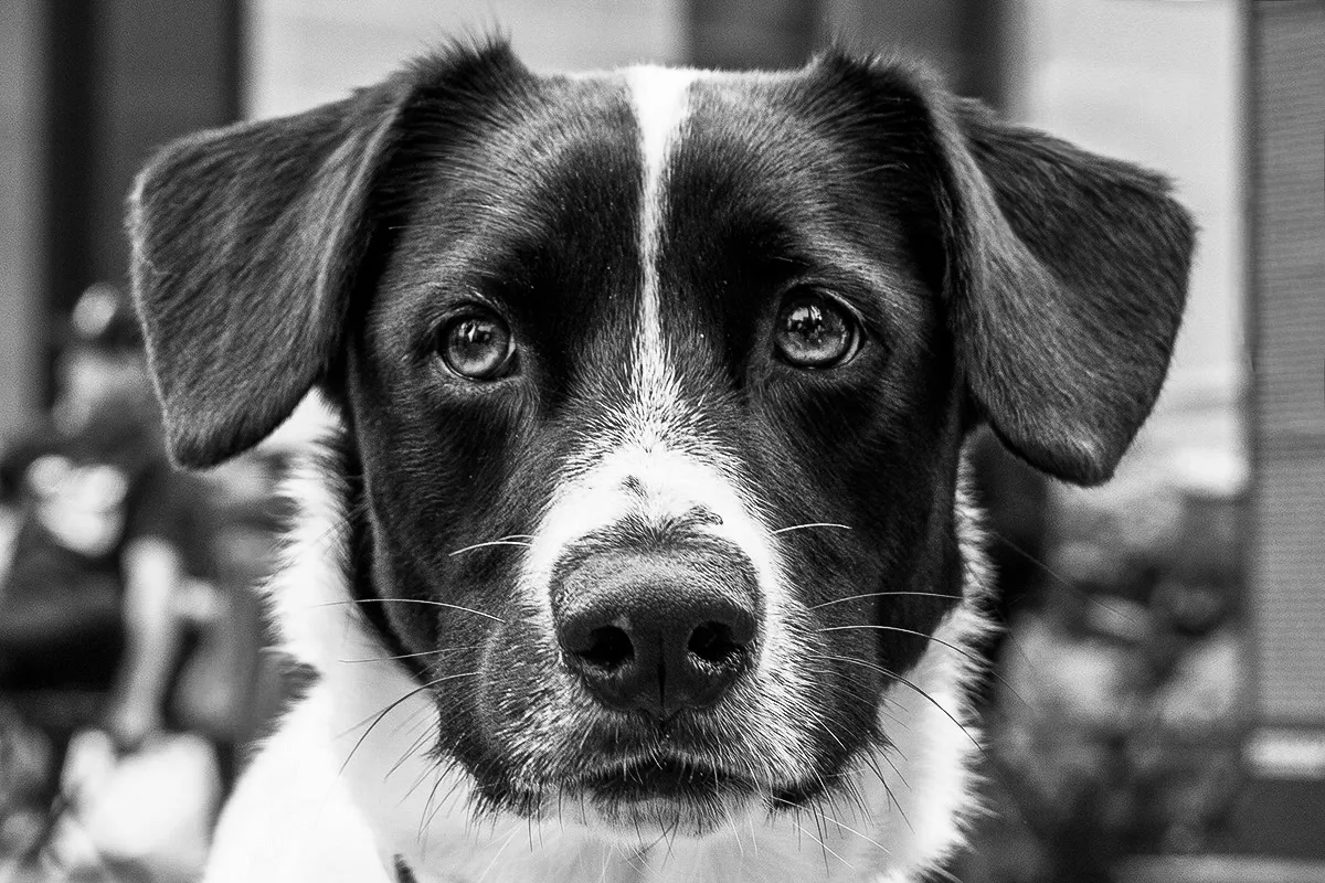 Close-Up of a Dog