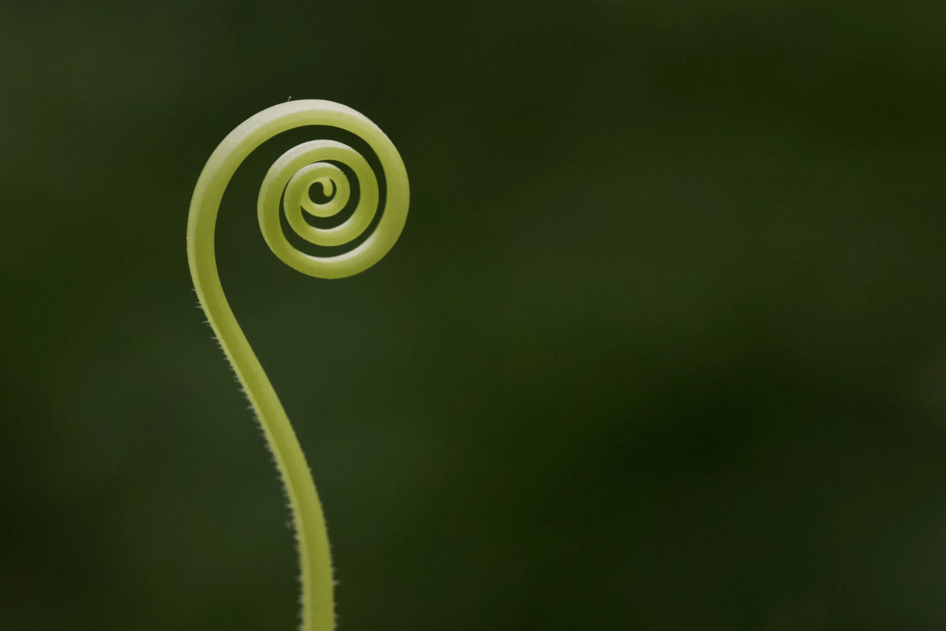 Minimalist Nature